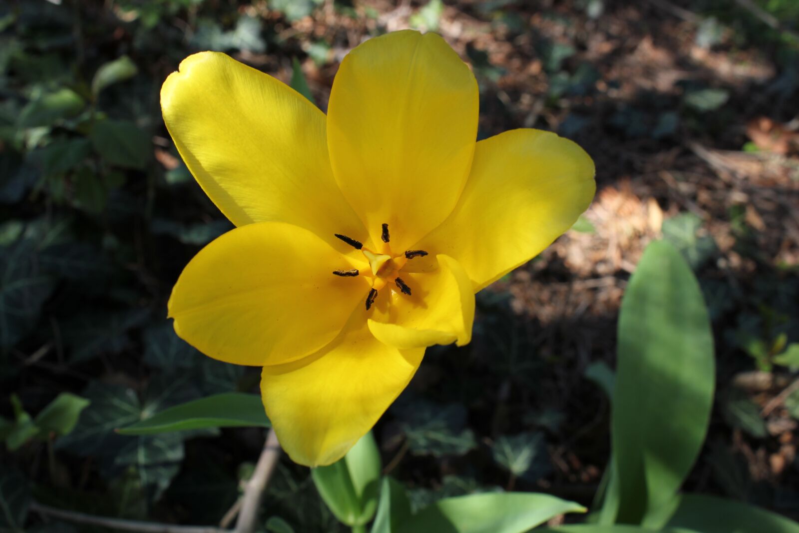 Canon EOS 550D (EOS Rebel T2i / EOS Kiss X4) sample photo. Flower, garden, yellow photography