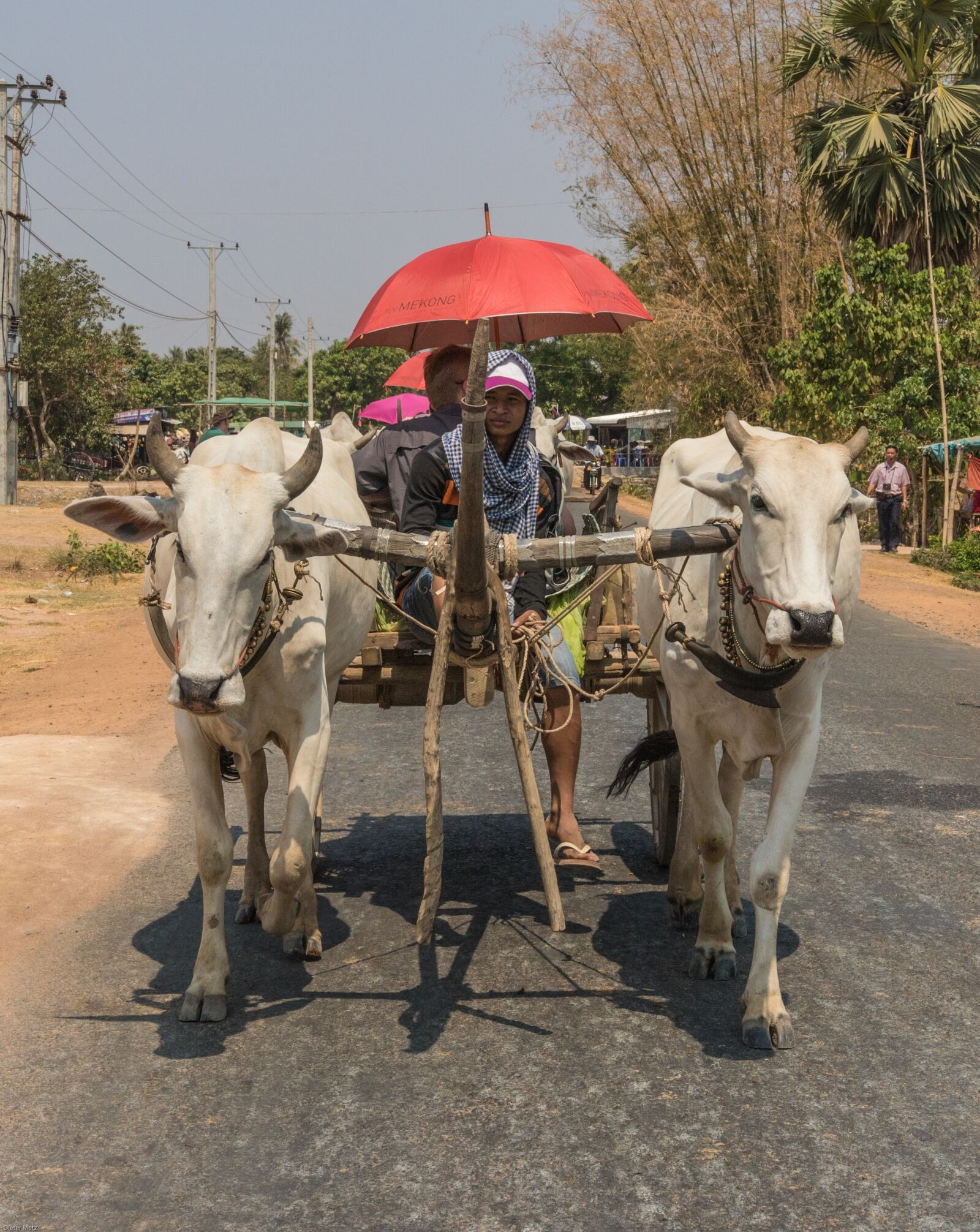 Canon EOS 7D Mark II sample photo. Cambodia, taxi, water buffalo photography
