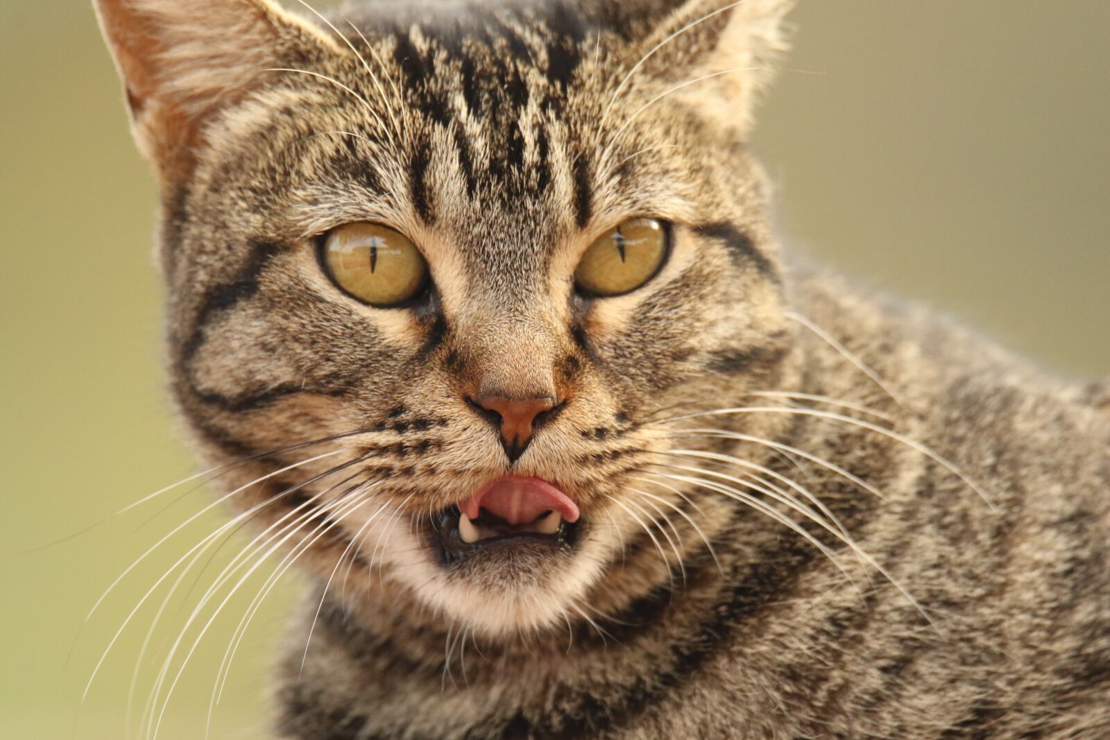 Canon EOS 7D Mark II sample photo. Animal, cat, close up photography