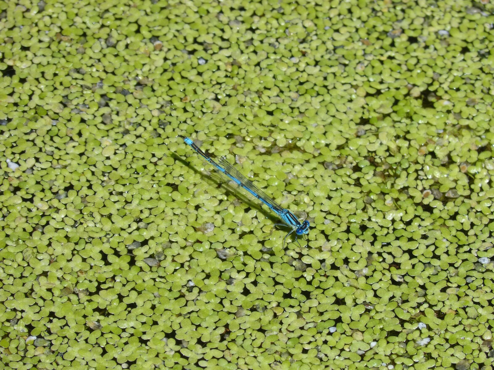 Panasonic DMC-FZ62 sample photo. Enallagama cyathigerum, blue dragonfly photography