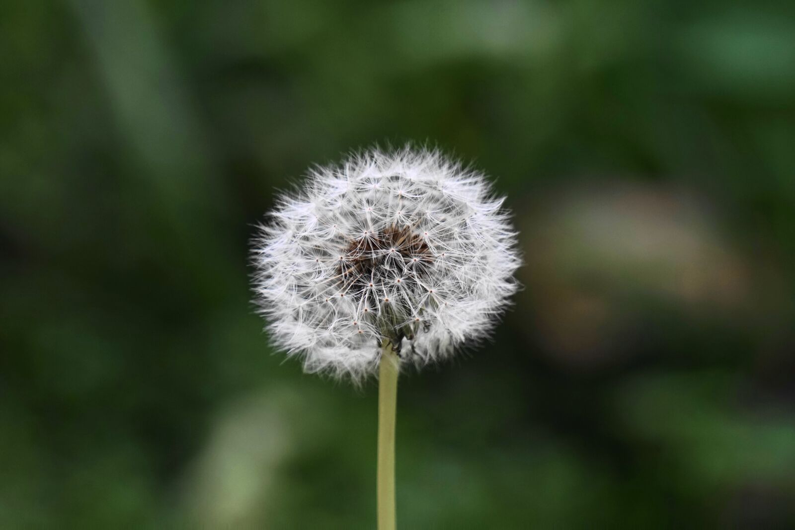 Sony E 55-210mm F4.5-6.3 OSS sample photo. Bloom, blossom, dandelion photography