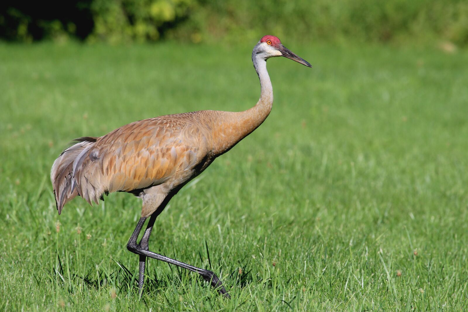 Canon EF 100-400mm F4.5-5.6L IS USM sample photo. Crane, field, nature photography