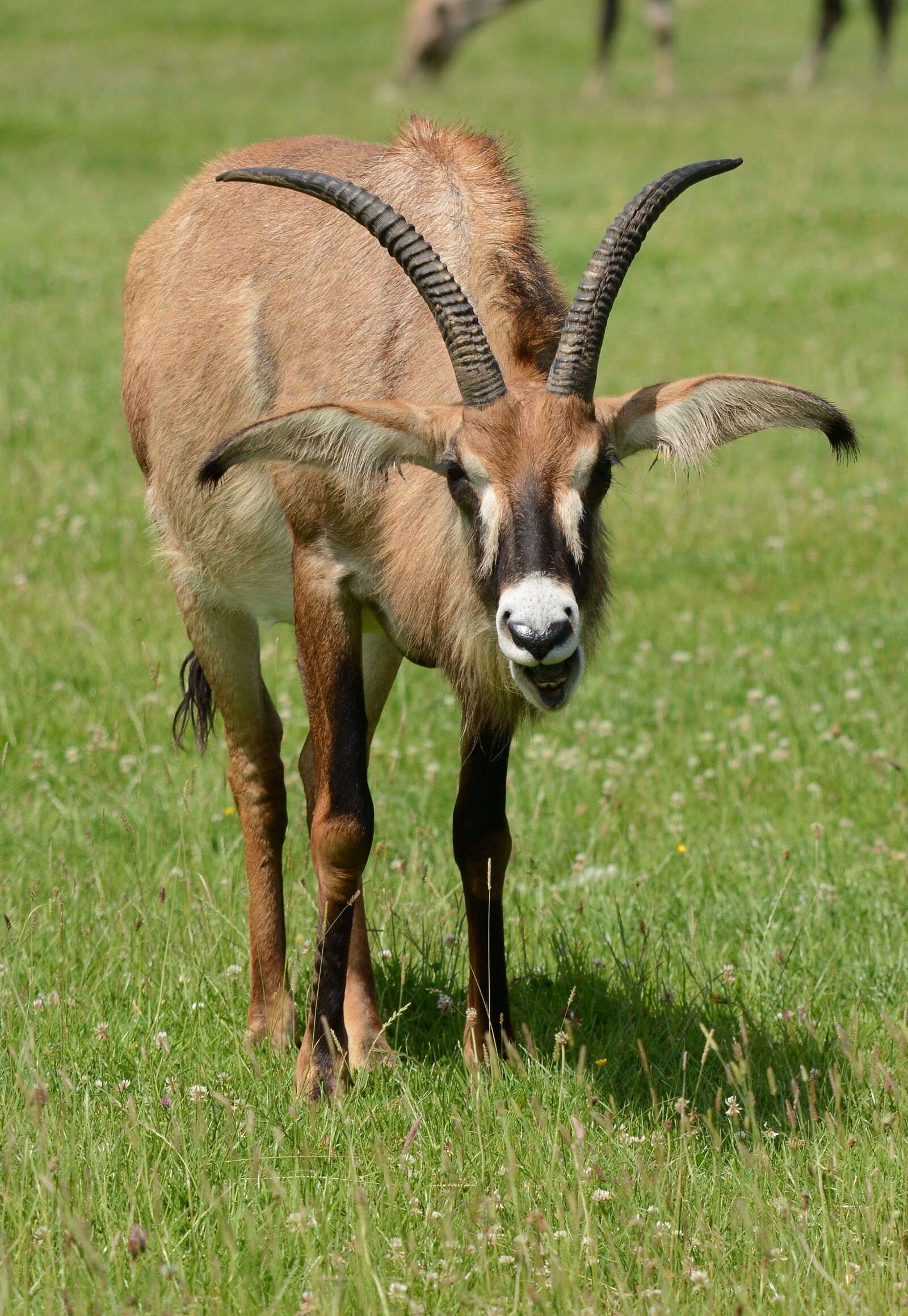 Nikon D7100 sample photo. Roan, antelope, graze photography