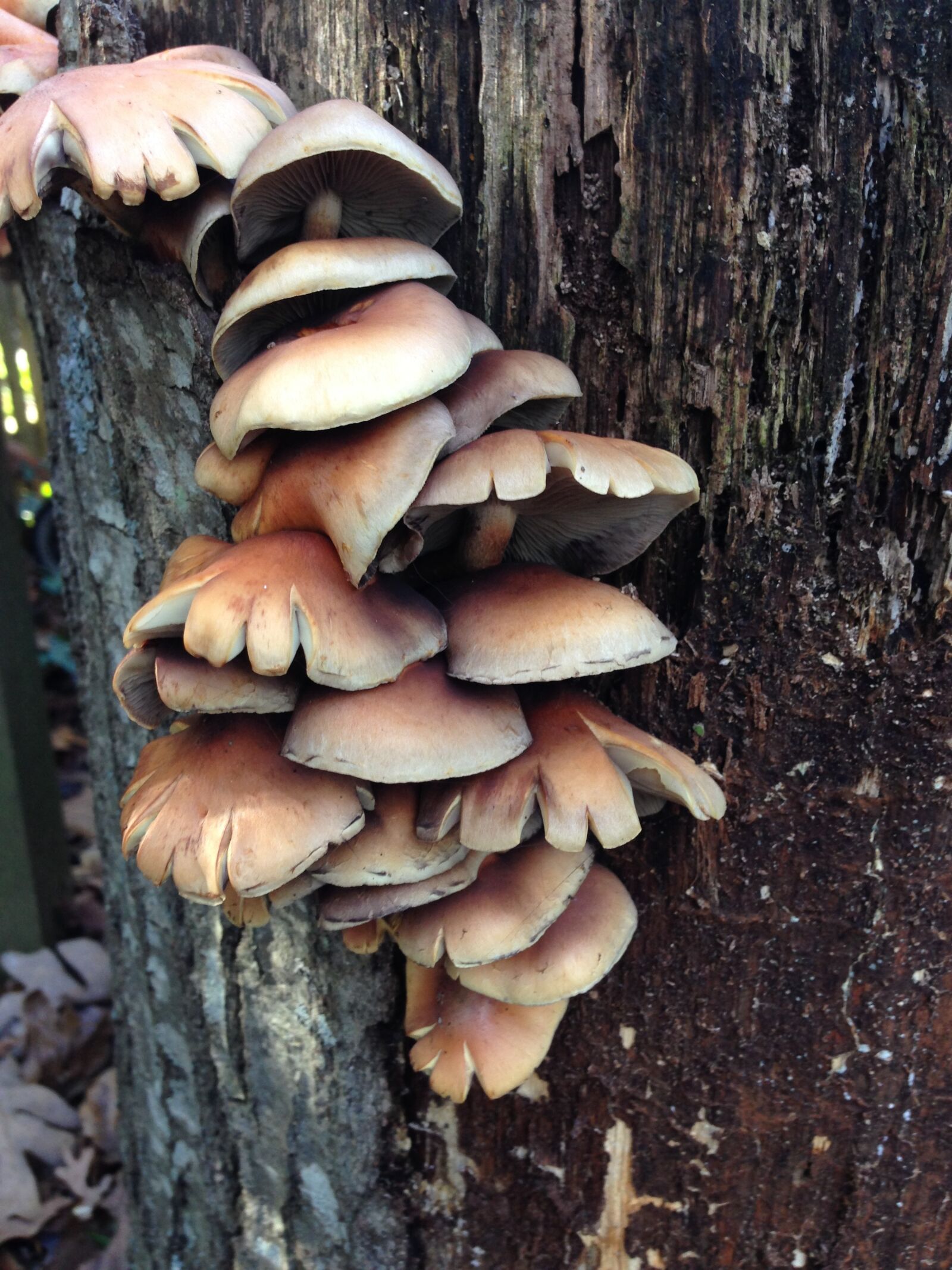 iPhone 5 back camera 4.12mm f/2.4 sample photo. Mushrooms, tree, wild photography