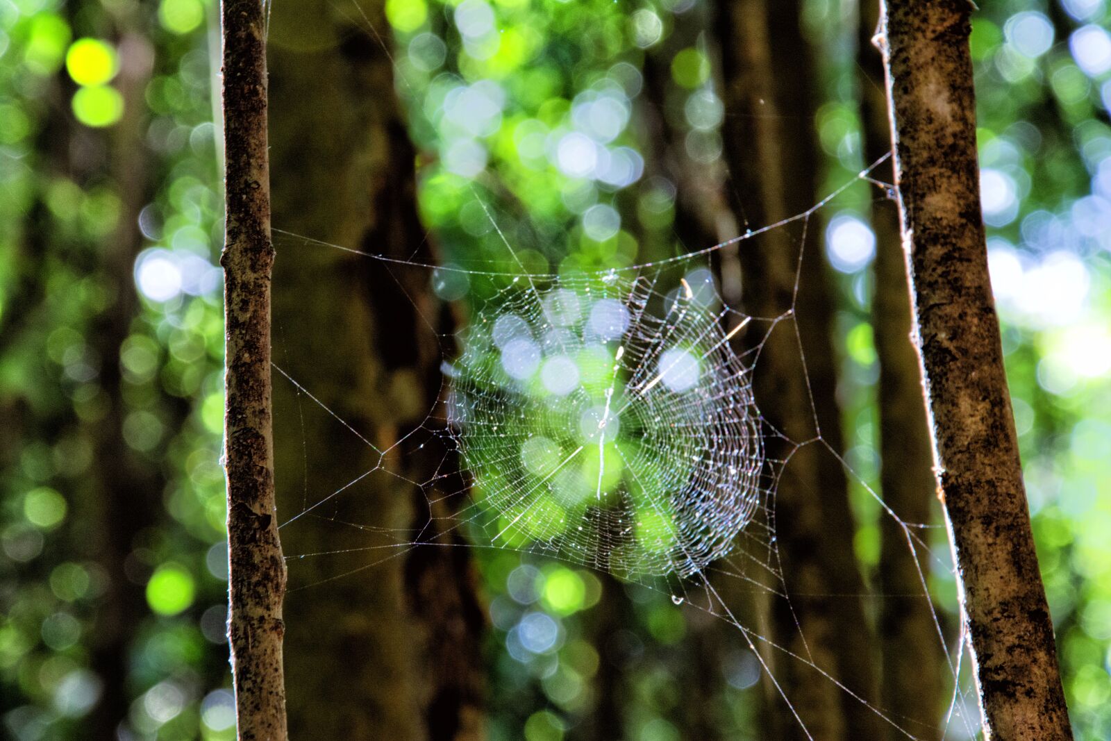 Nikon D7100 sample photo. Nature, green, web photography