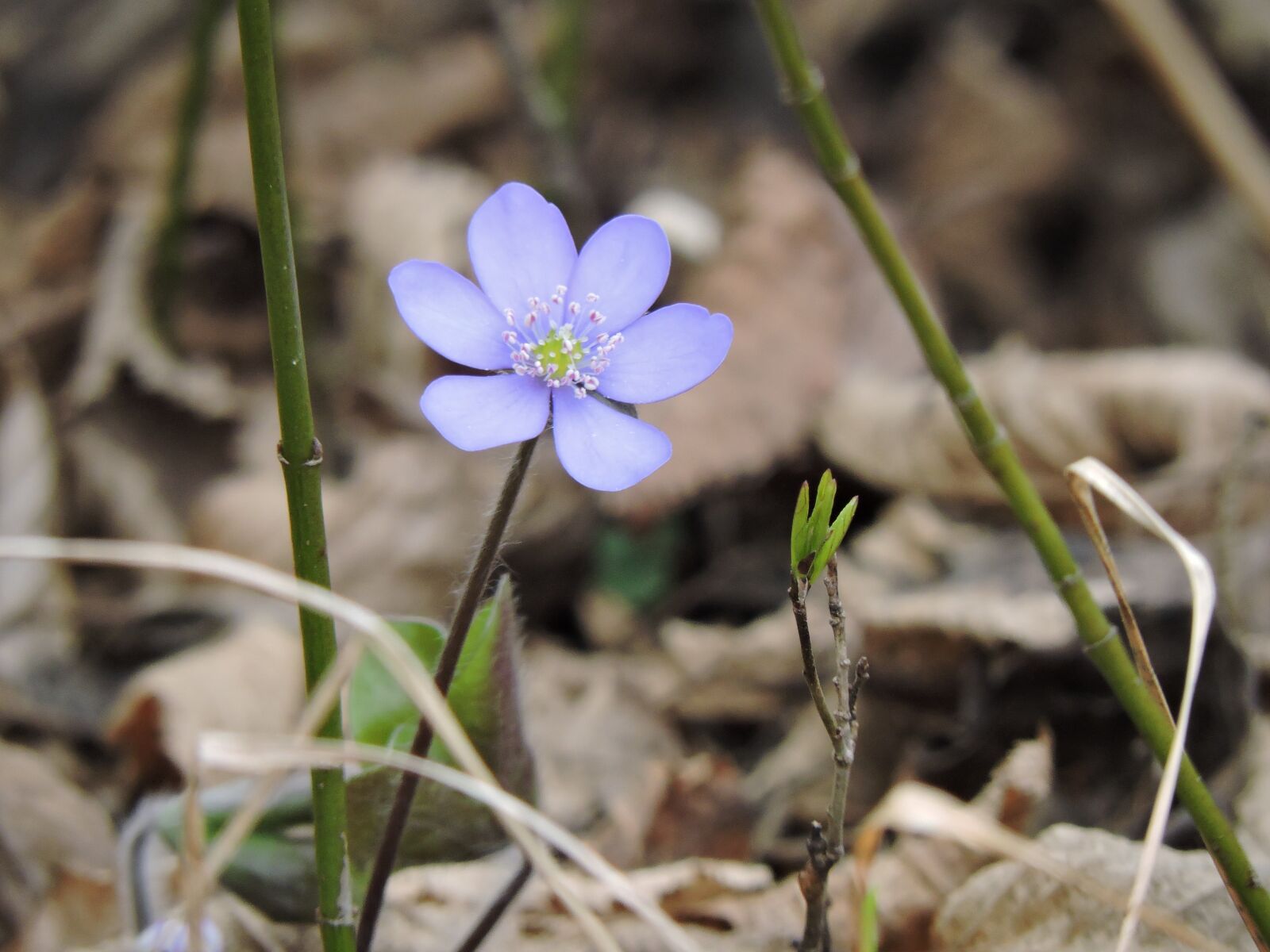 Nikon Coolpix P530 sample photo. Hepatica, forest, idyllic photography