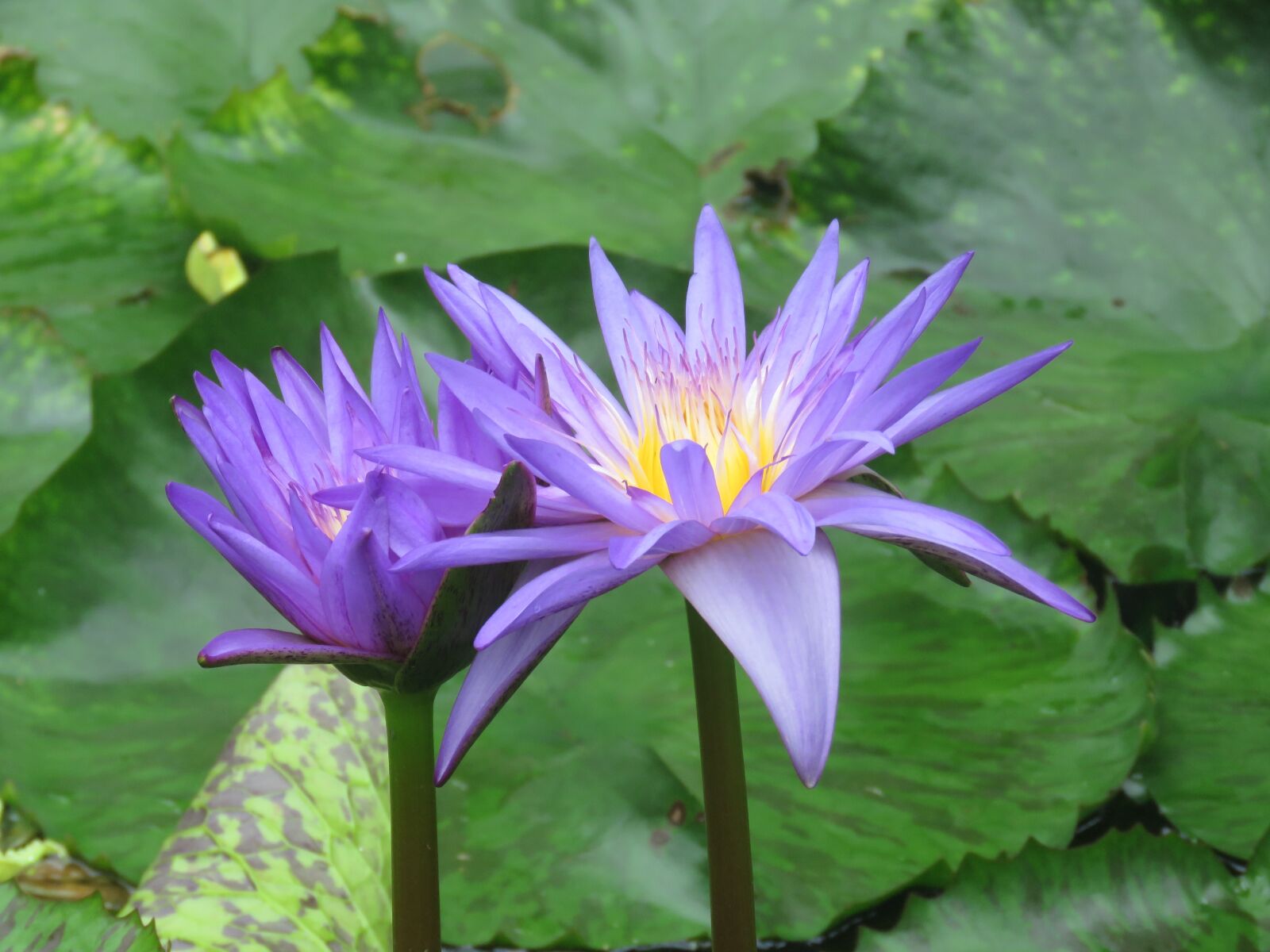 Canon PowerShot SX60 HS sample photo. Flower, bloom, blossom photography