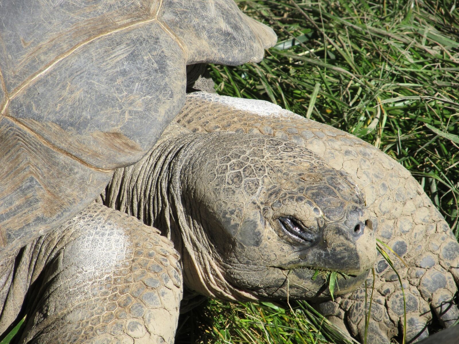 Canon PowerShot SX130 IS sample photo. Tortoise, giant, reptile photography