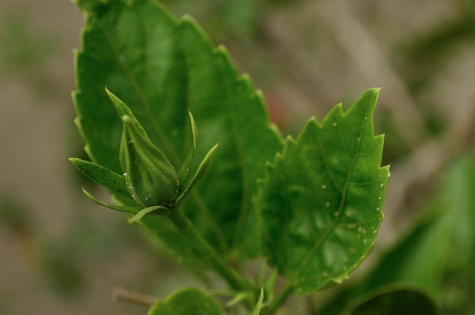 Nikon D5100 sample photo