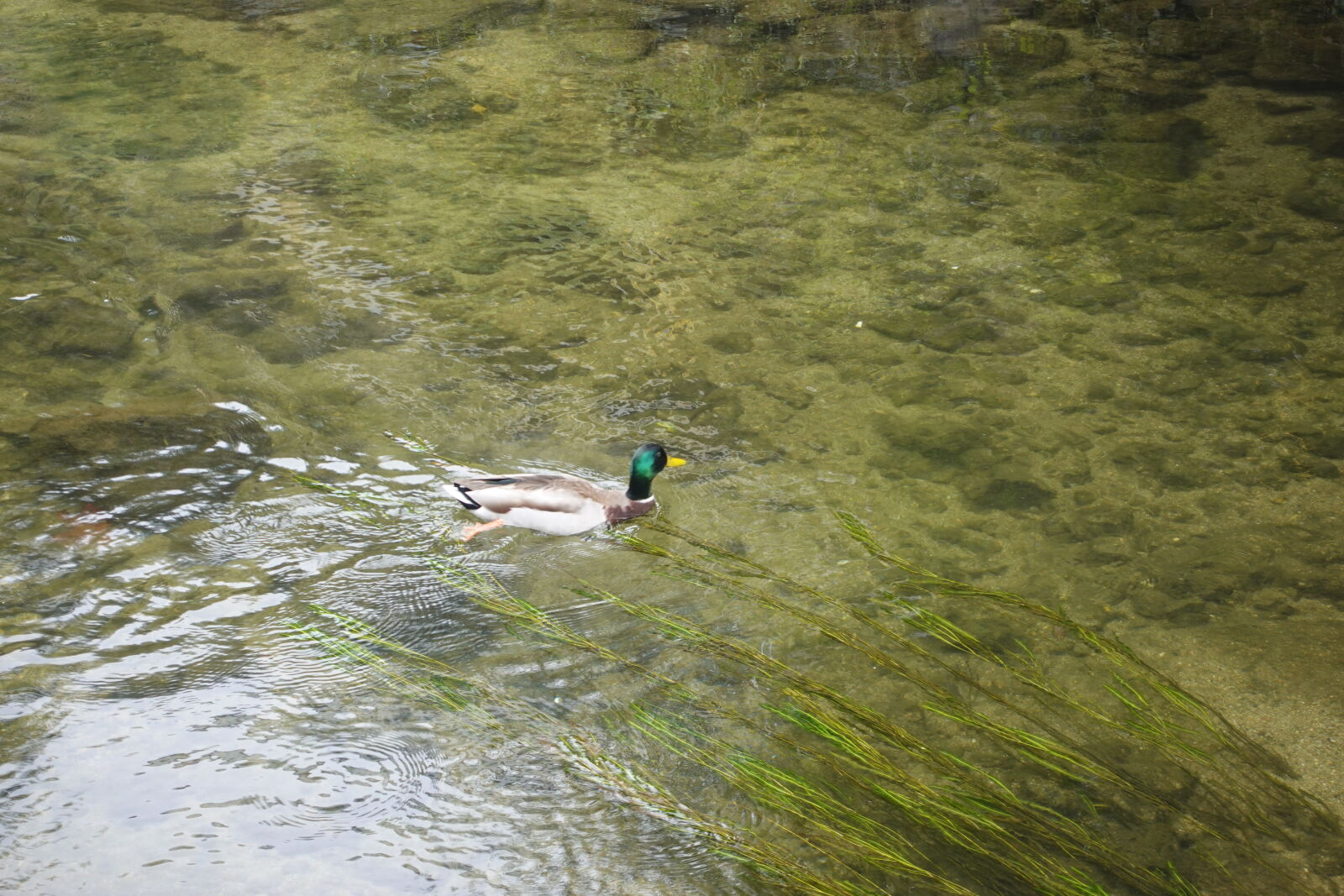 Sony ZV-1 sample photo