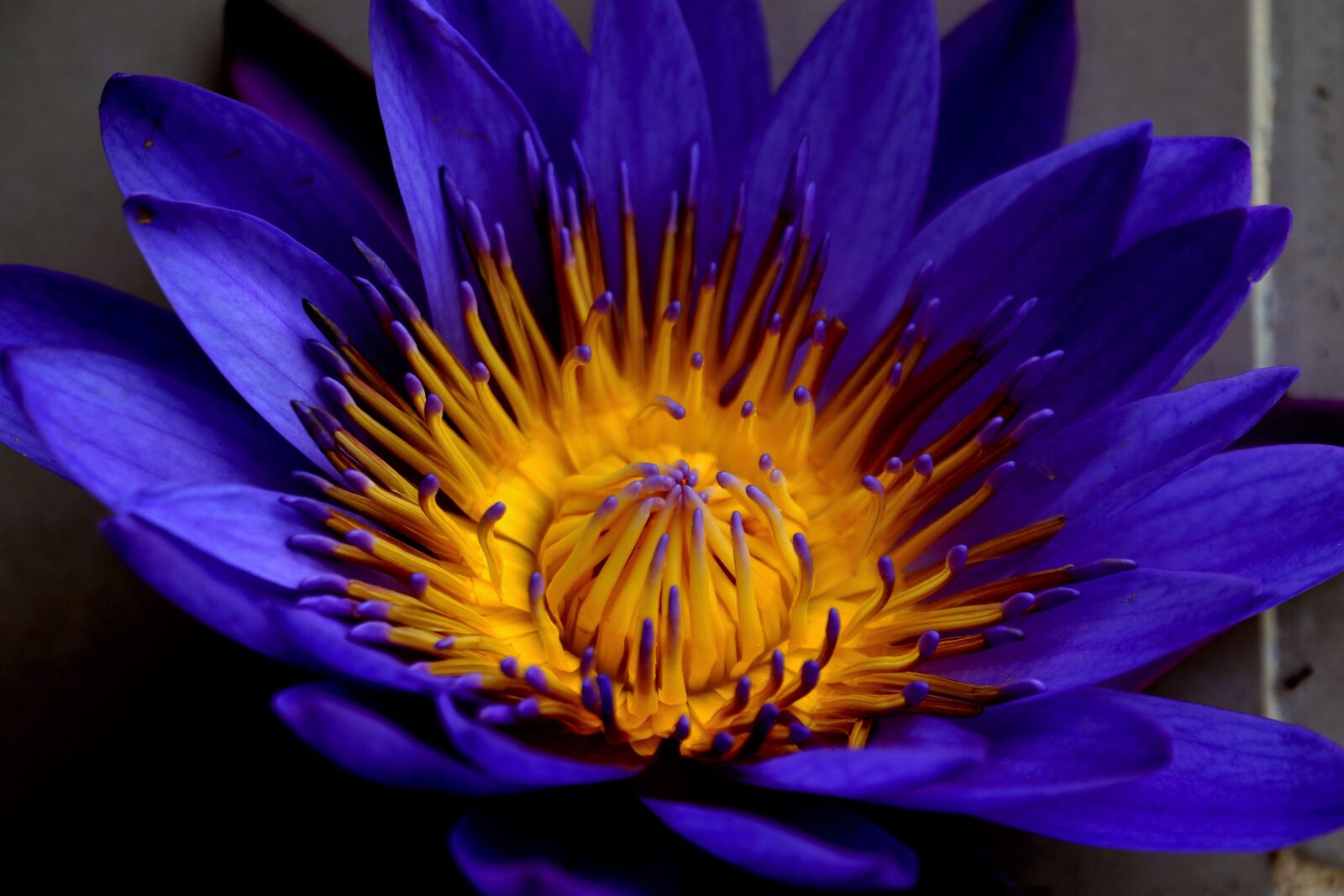 Sony Alpha NEX-7 sample photo. Flower, nature, floral photography