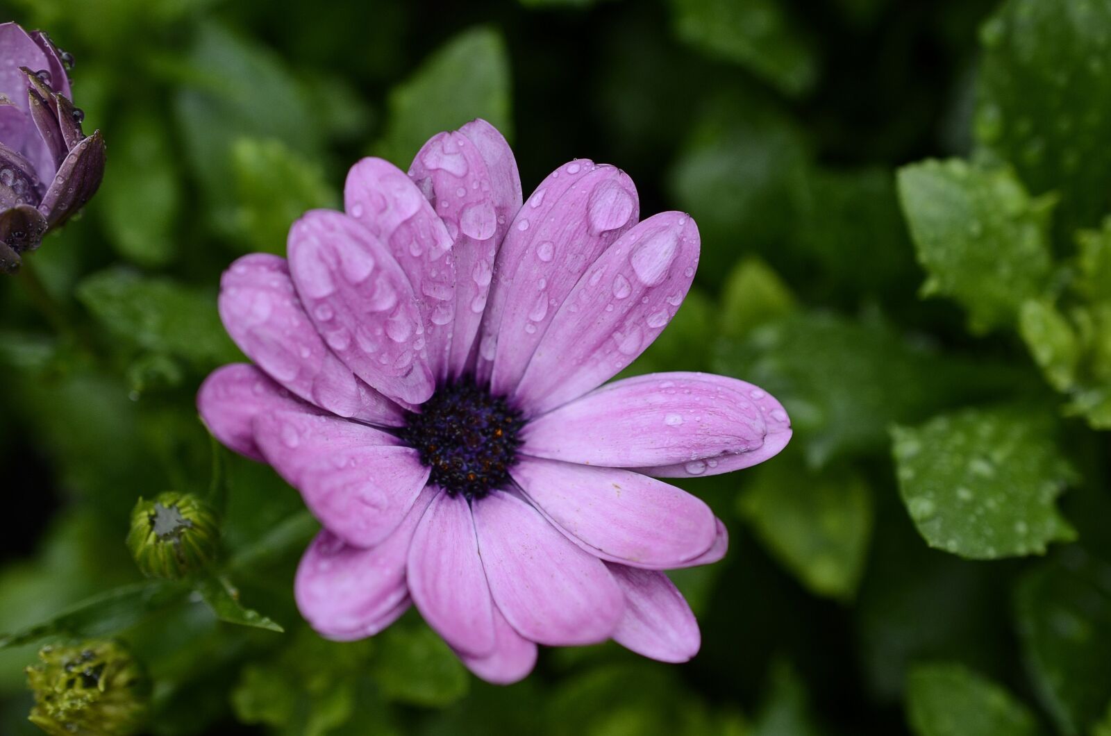 Nikon D7000 sample photo. Flower, pink, flowers photography
