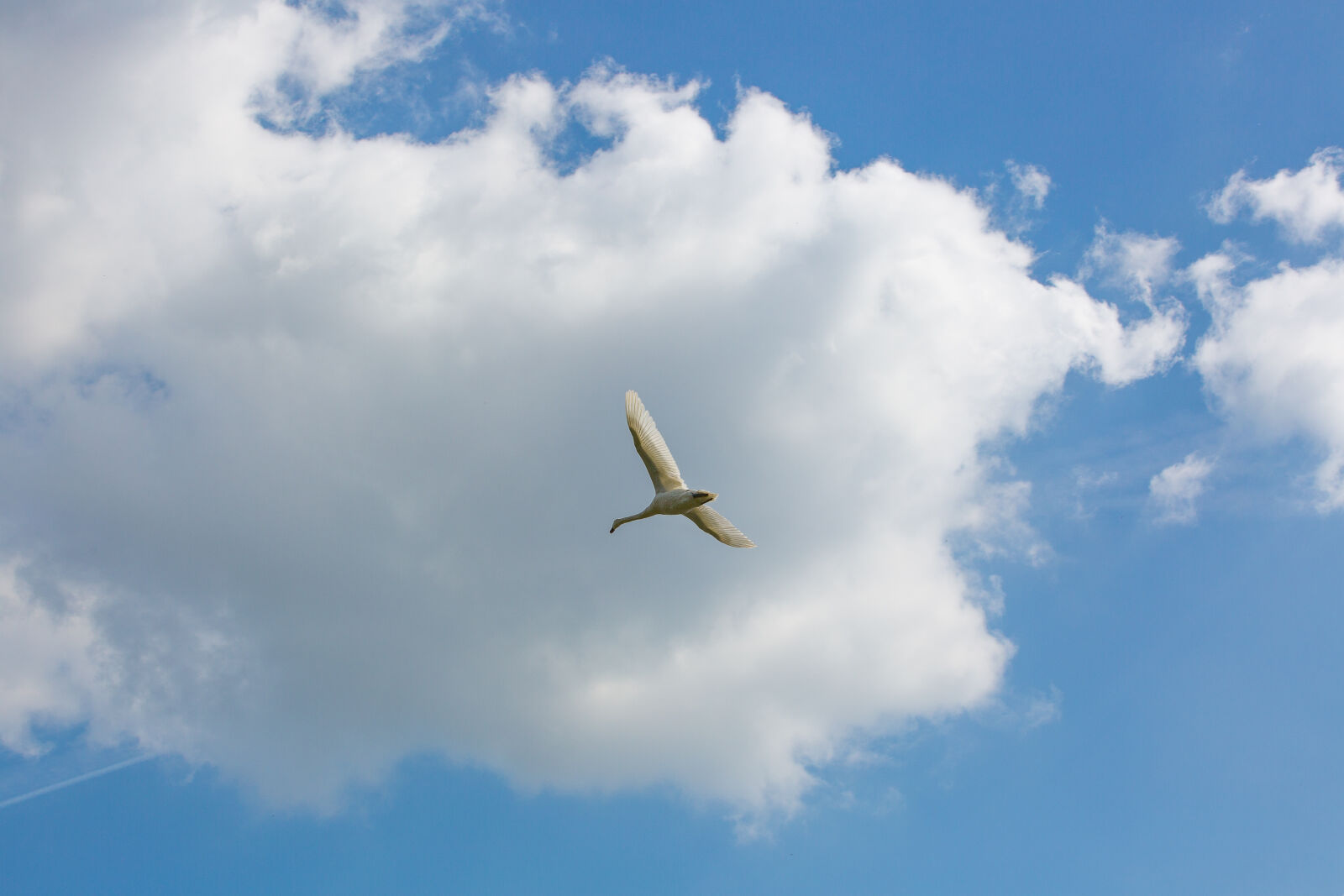 Canon EOS 5D Mark III sample photo. Bird, blue, sky, white photography