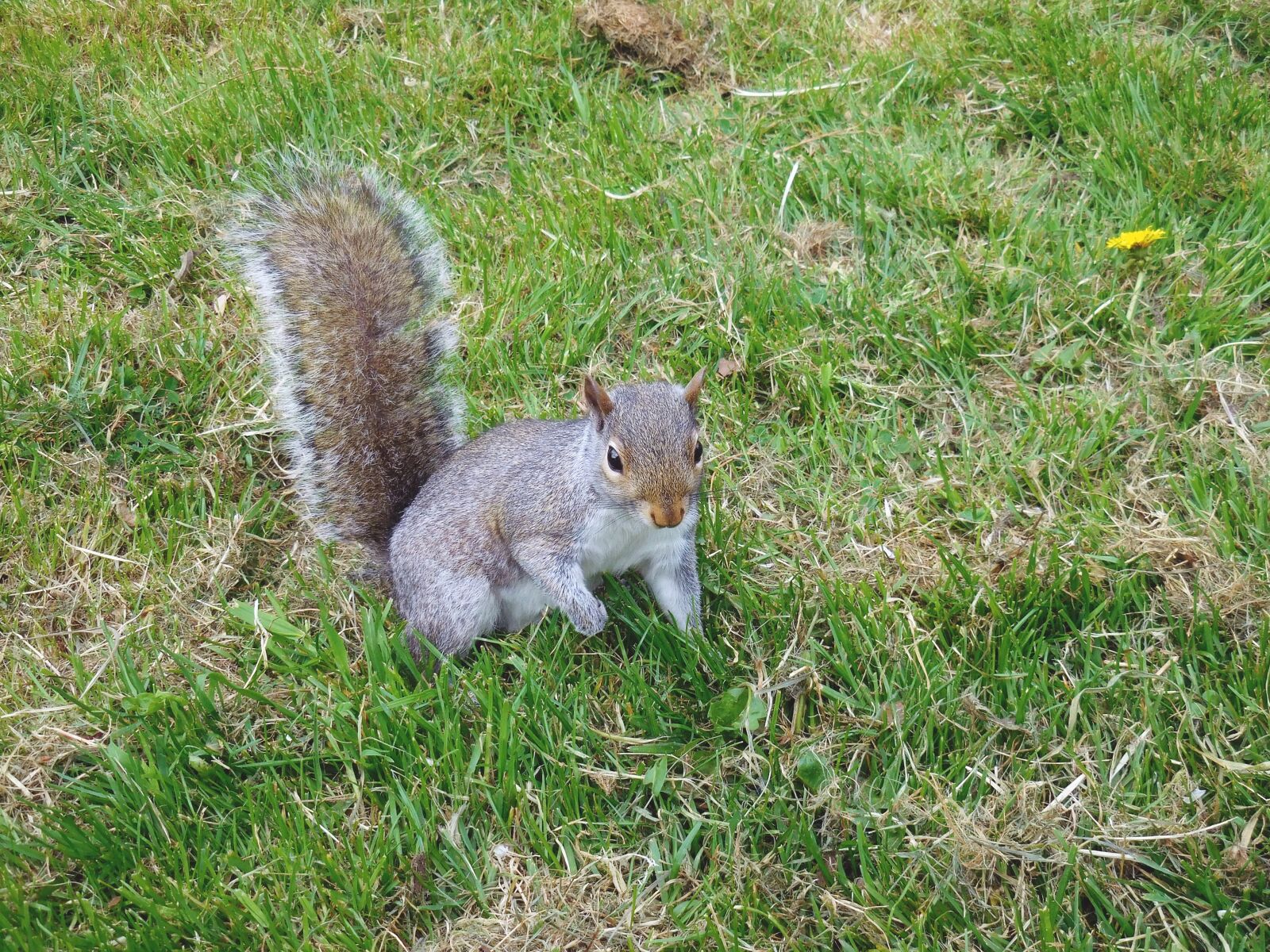 Nikon Coolpix S6900 sample photo. Squirrel, animals, nature photography