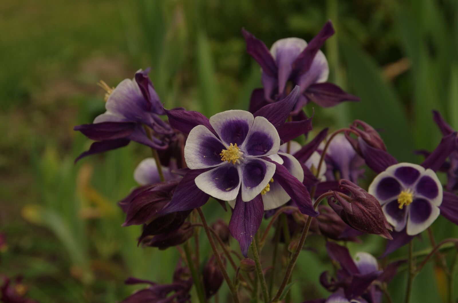 Pentax K-50 sample photo. Purple flowers, flower photography