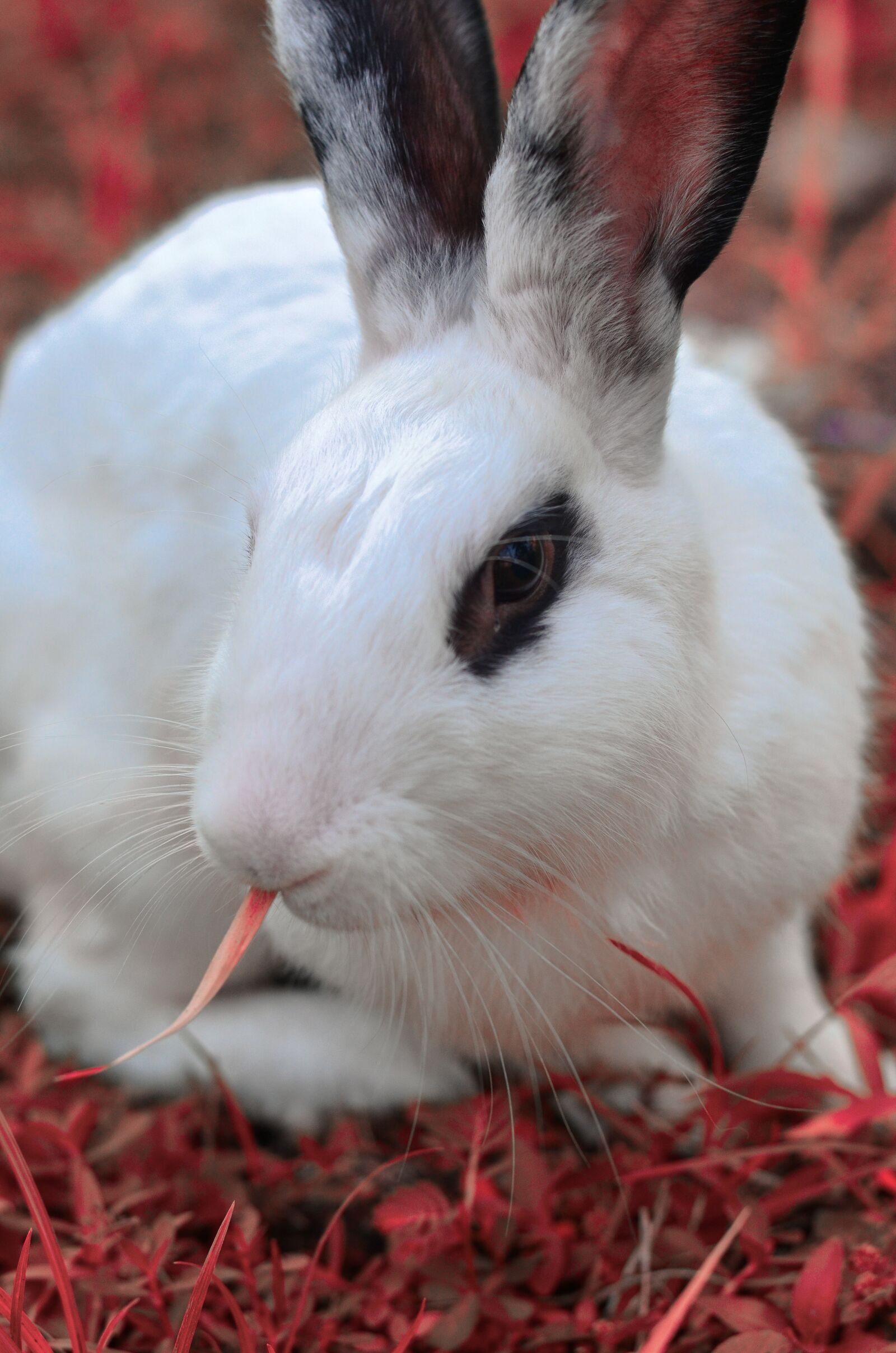 Nikon D5100 sample photo. Rabbit, white, black photography