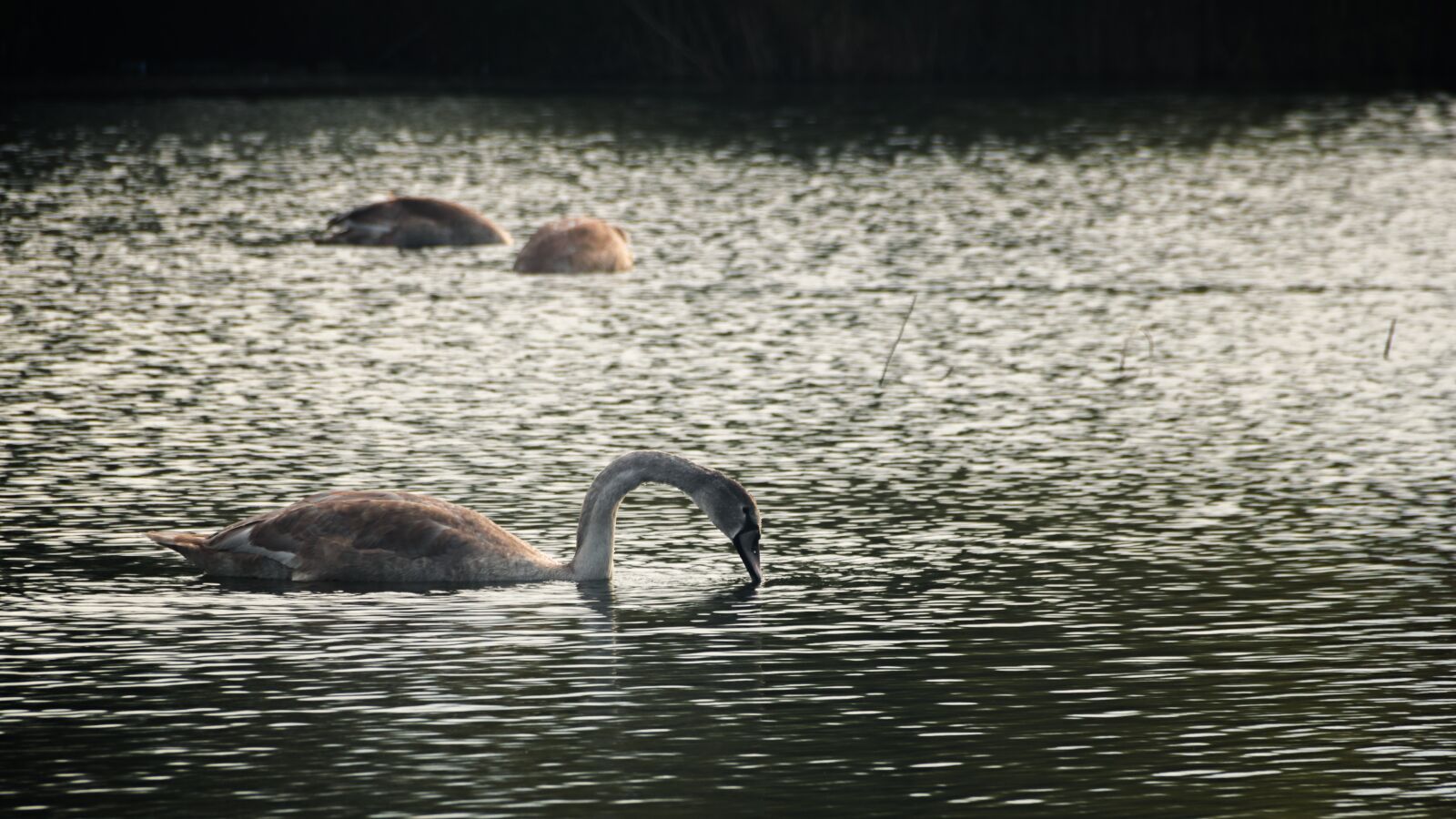 Nikon D5300 sample photo. Swan, swans, water bird photography