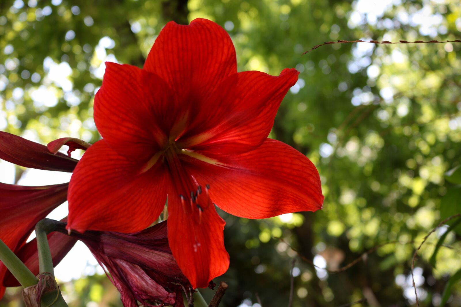 Canon EOS 750D (EOS Rebel T6i / EOS Kiss X8i) sample photo. Flower, network, nature photography