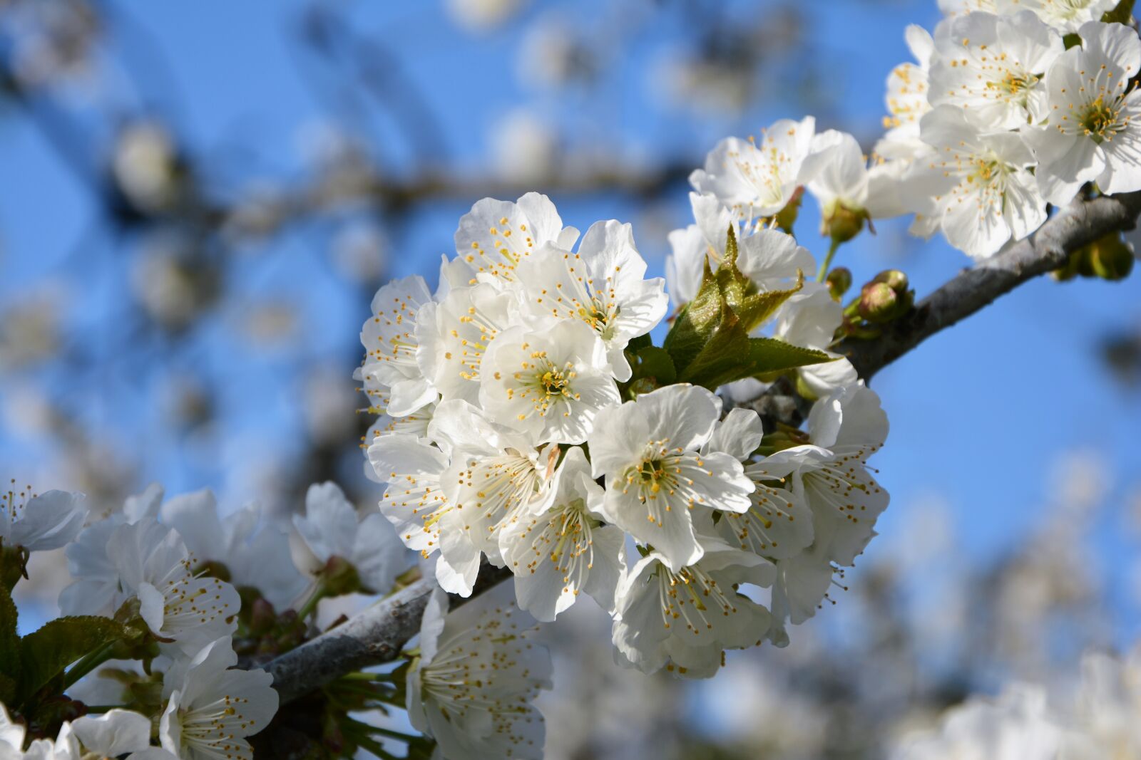 Nikon D7100 sample photo. Cherry, flower, sprig photography