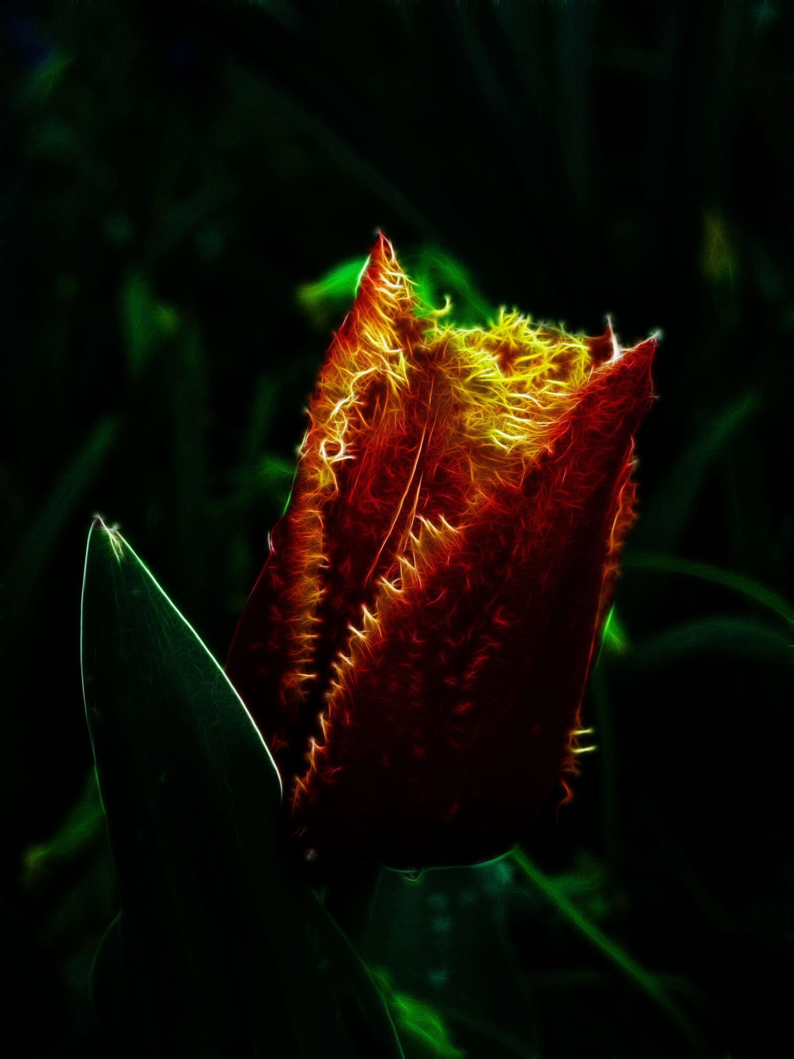 Canon PowerShot G15 sample photo. Fractalius, tulip, fringed tulip photography