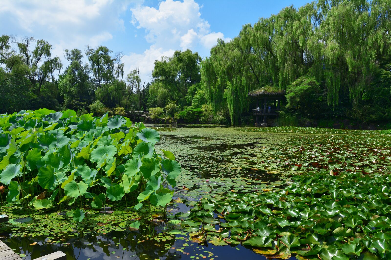 Nikon D7100 sample photo. Pond, republic of korea photography