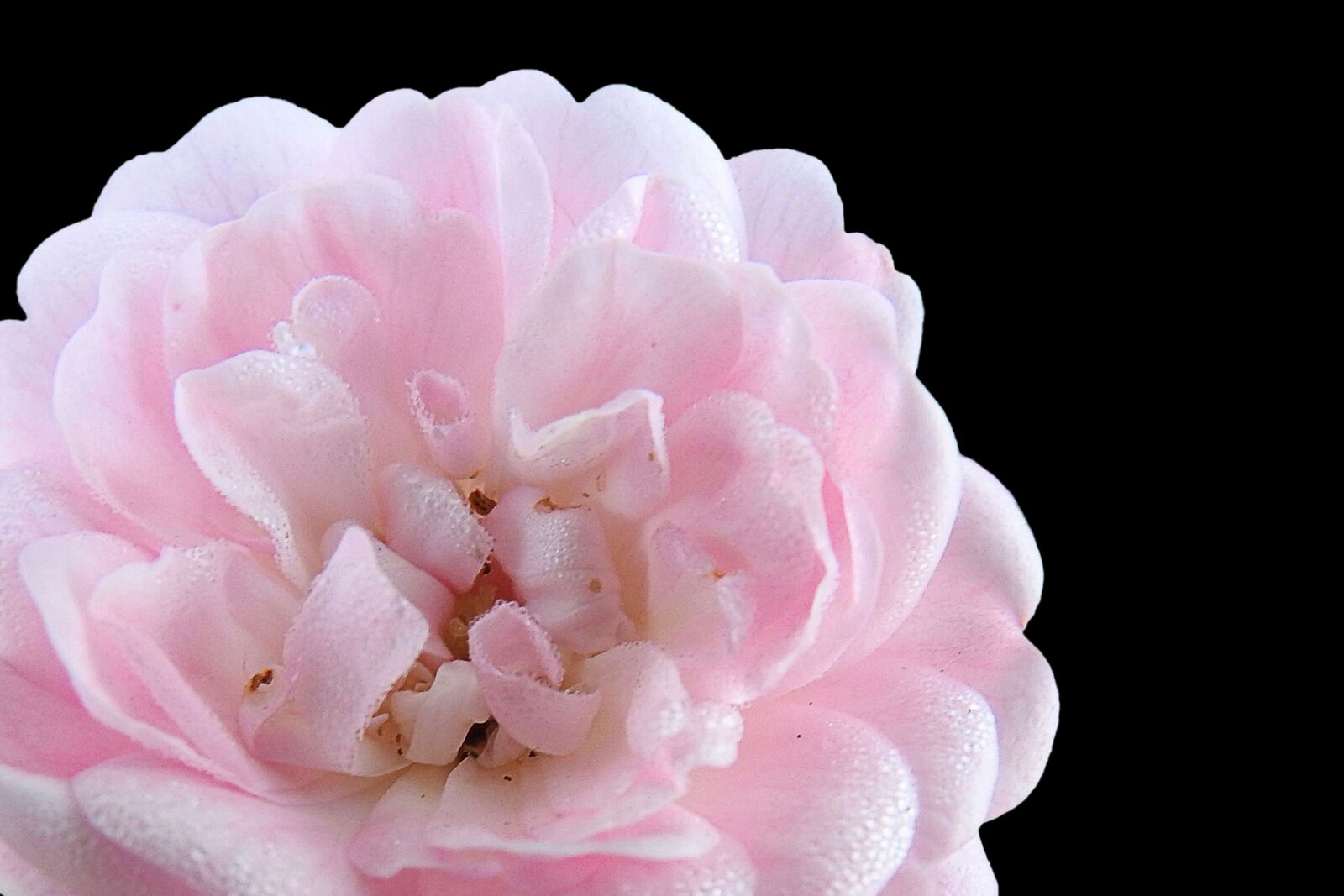 Nikon Coolpix P900 sample photo. Rose, pink, morgentau photography