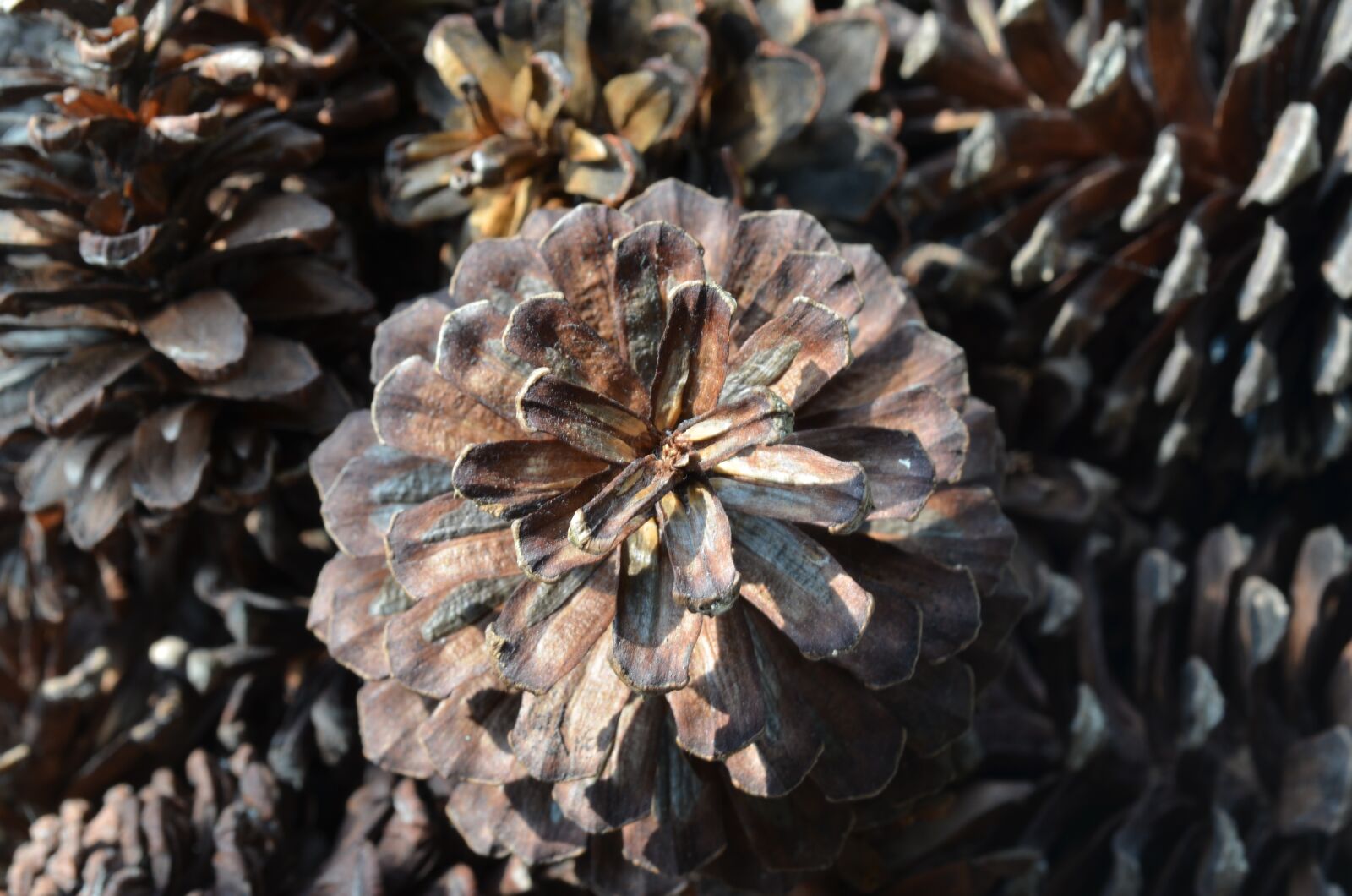 Nikon D5100 sample photo. Nature, desktop, closeup photography