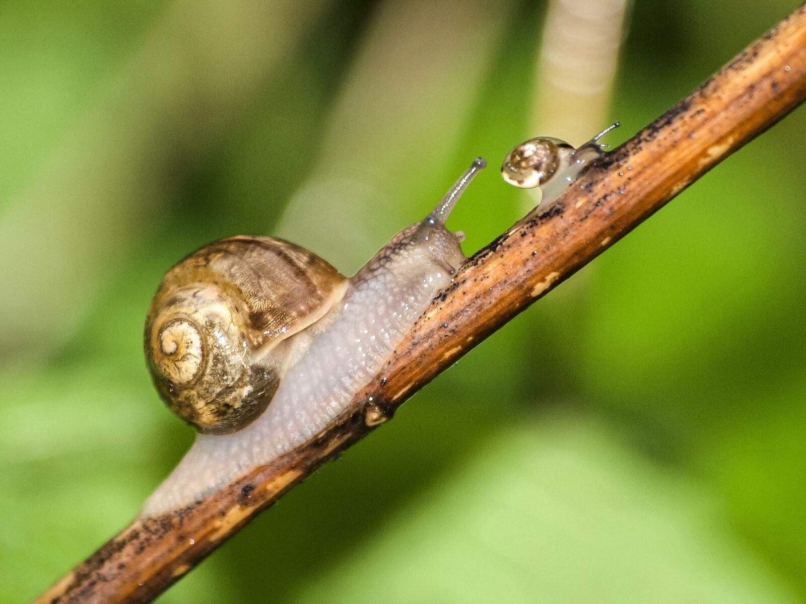 Olympus E-3 sample photo. Snail, leaves snail, nature photography