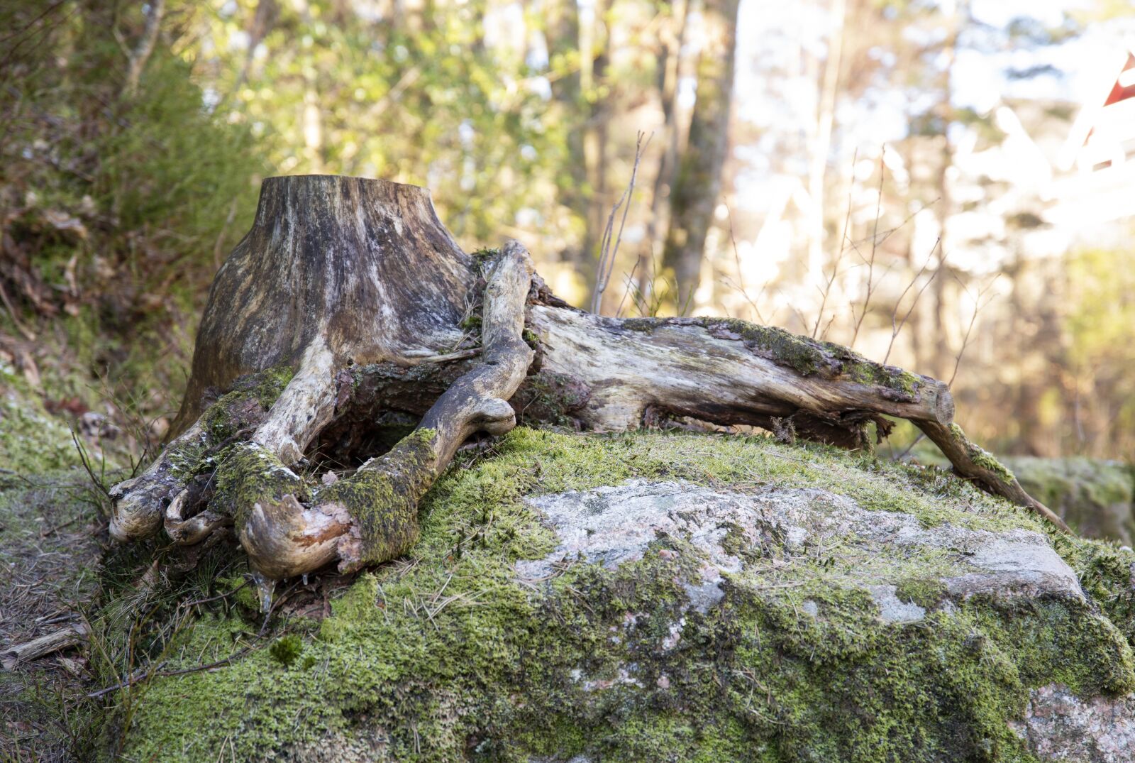 Canon 24-70mm F2.8 DG OS HSM | Art 017 sample photo. The tree, forest, the photography