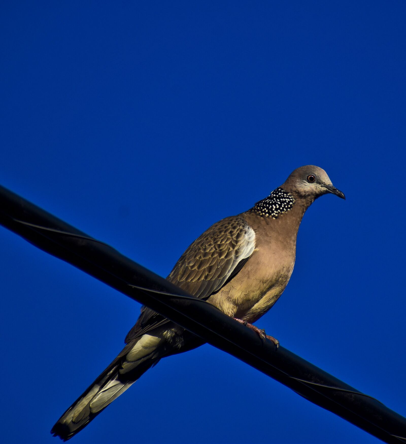 Nikon D3500 sample photo. Bird, australian native, beauty photography