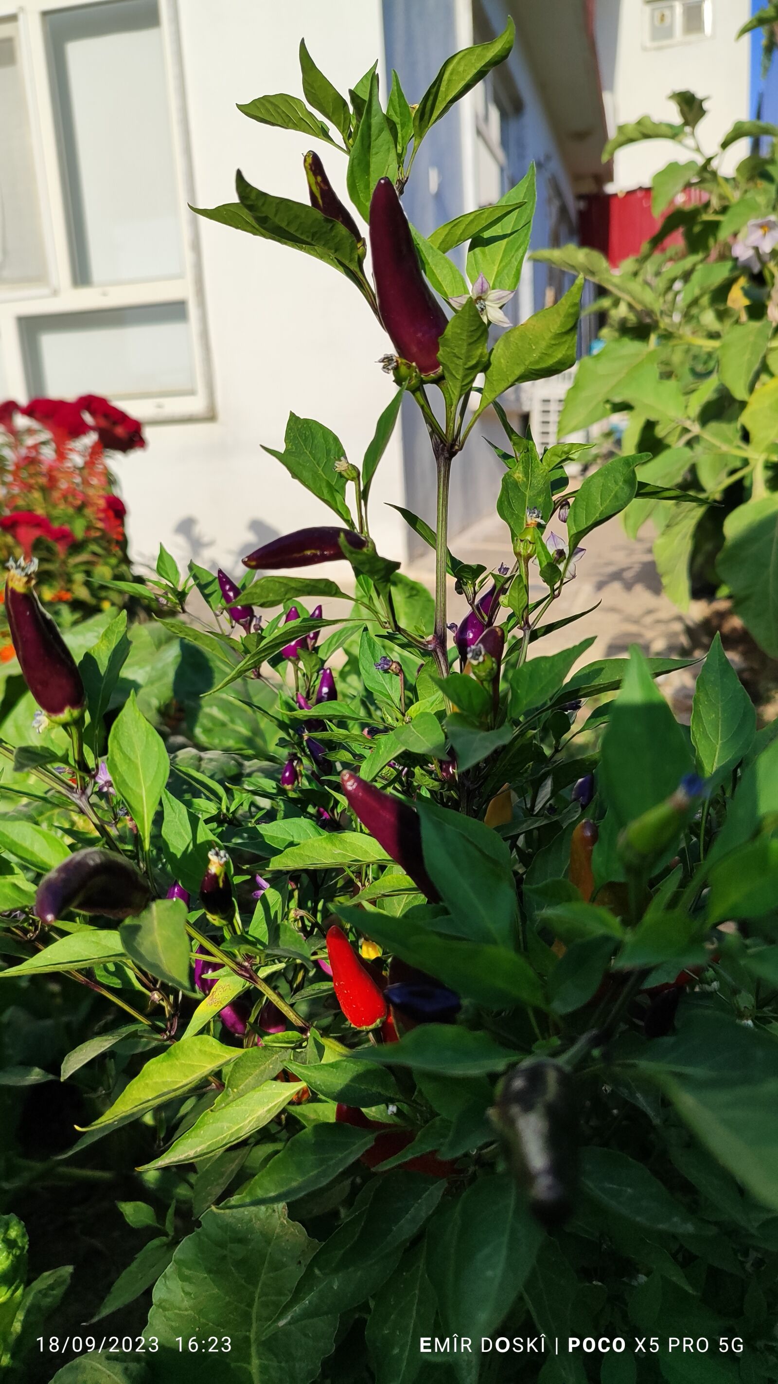 Xiaomi 22101320G sample photo. Poco x5 pro 5g photography