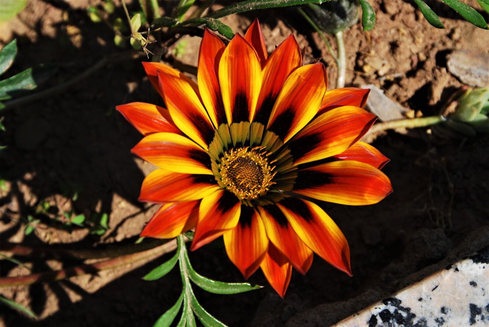 Nikon D80 sample photo. Flower, macro, summer photography