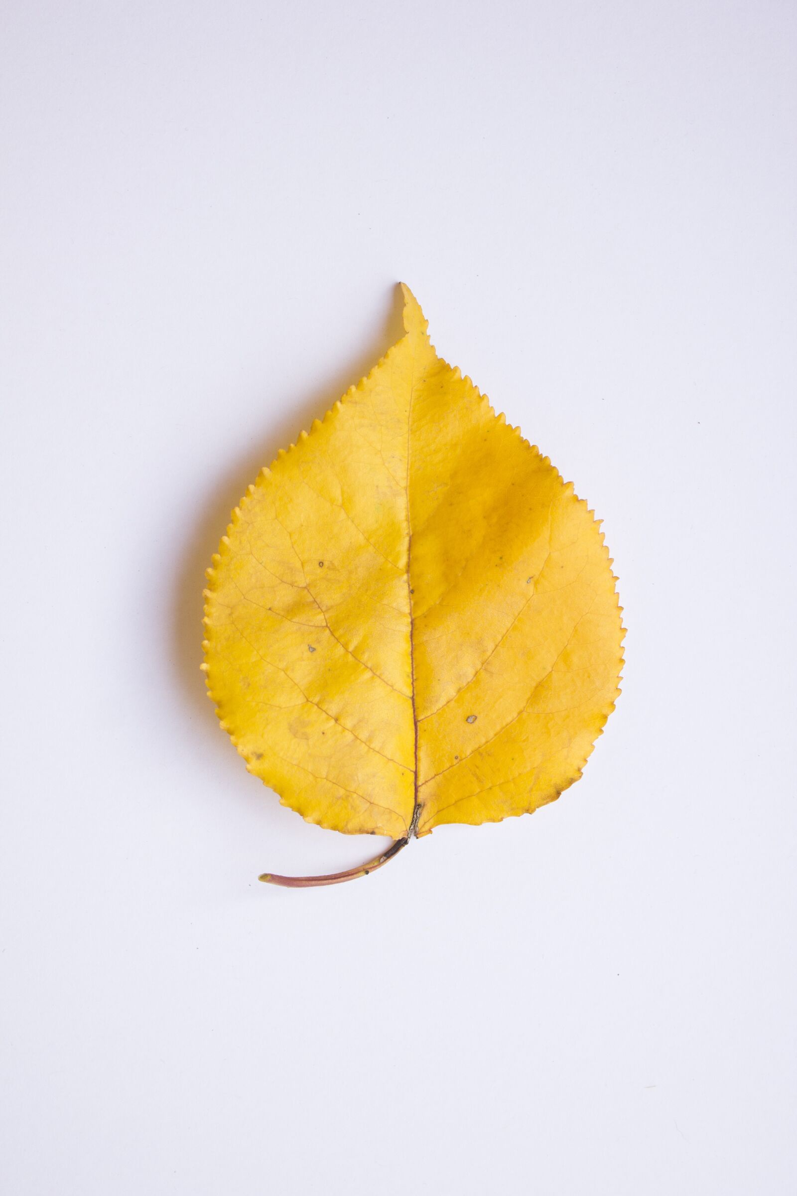 Canon EOS 550D (EOS Rebel T2i / EOS Kiss X4) sample photo. Leaf, autumn, colors photography