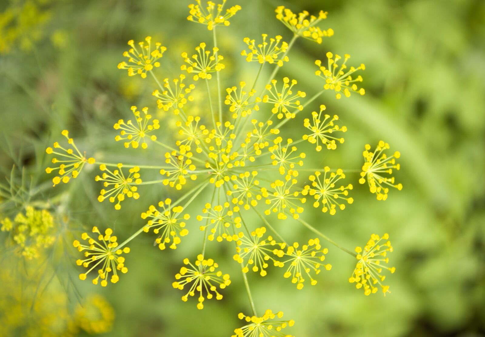 Canon EOS 600D (Rebel EOS T3i / EOS Kiss X5) sample photo. Dill, blossom, flower photography