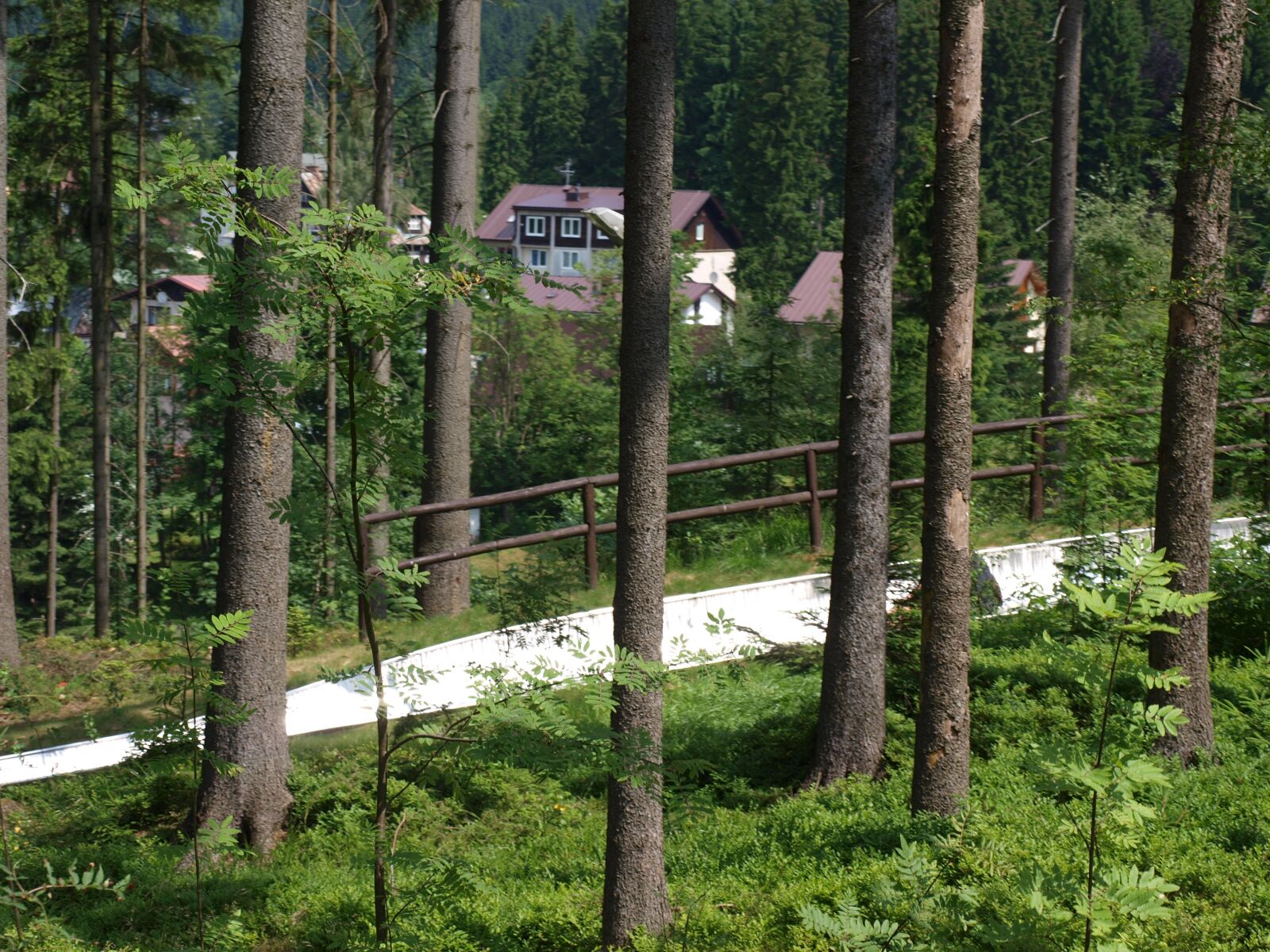 Olympus E-420 (EVOLT E-420) sample photo. Forest, trees, evergreen tree photography