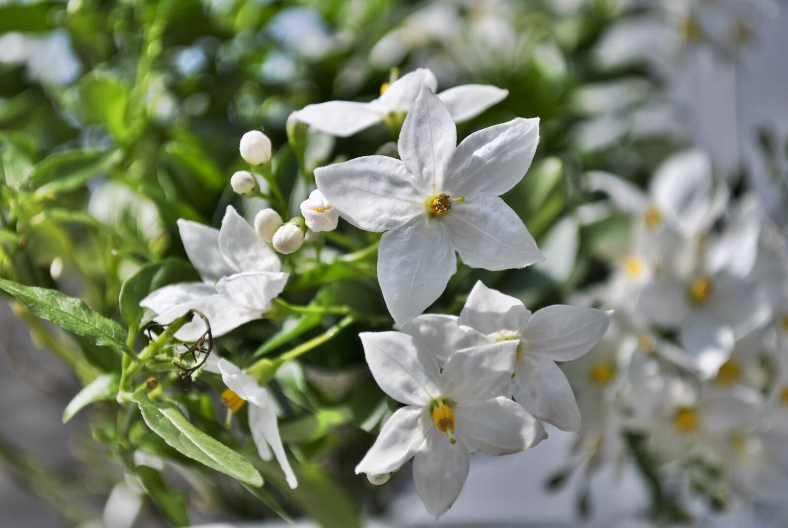 Nikon D3000 sample photo. Jasmin, flower, blossom photography