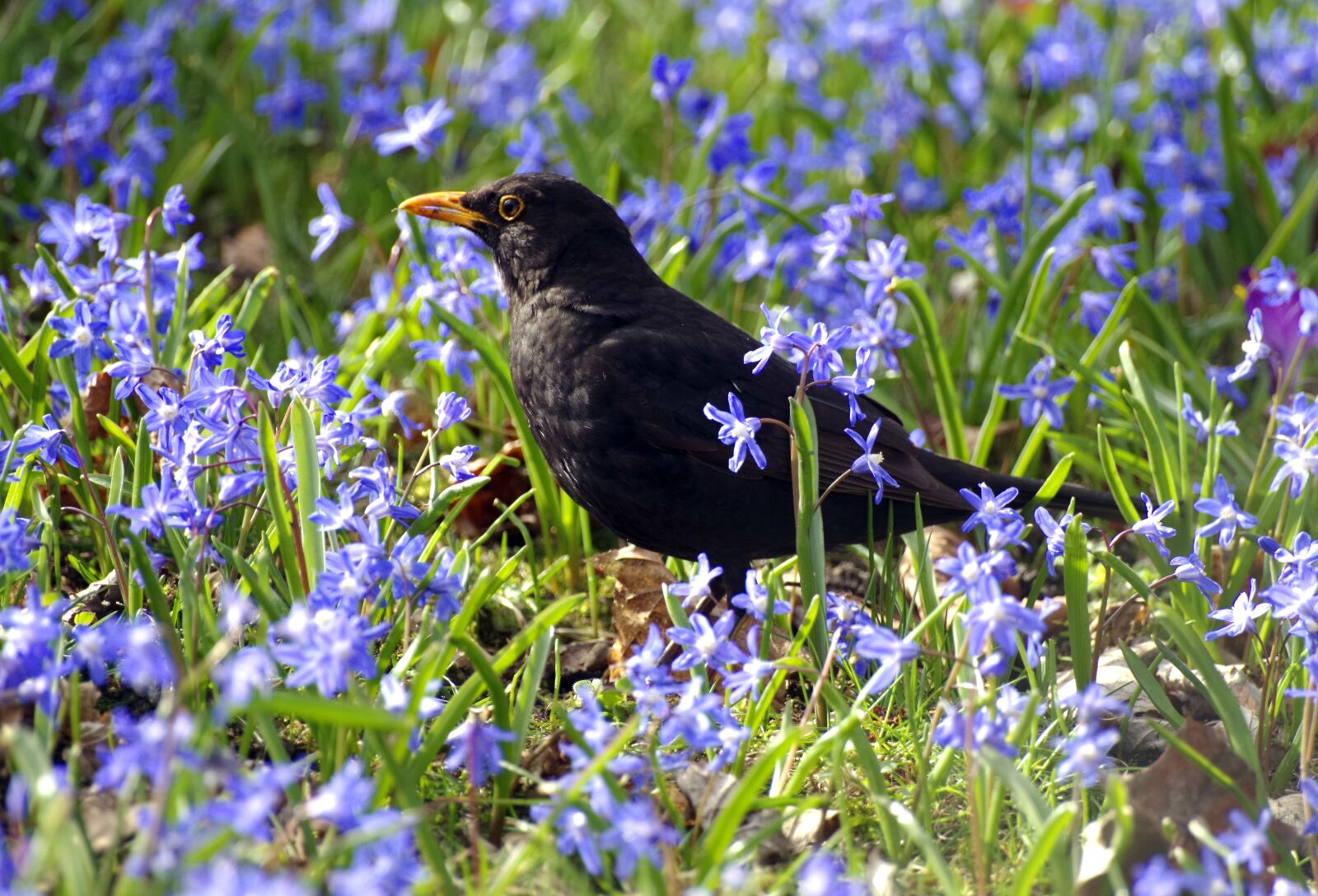 Pentax K-30 sample photo. Blackbird, meadow, foraging photography