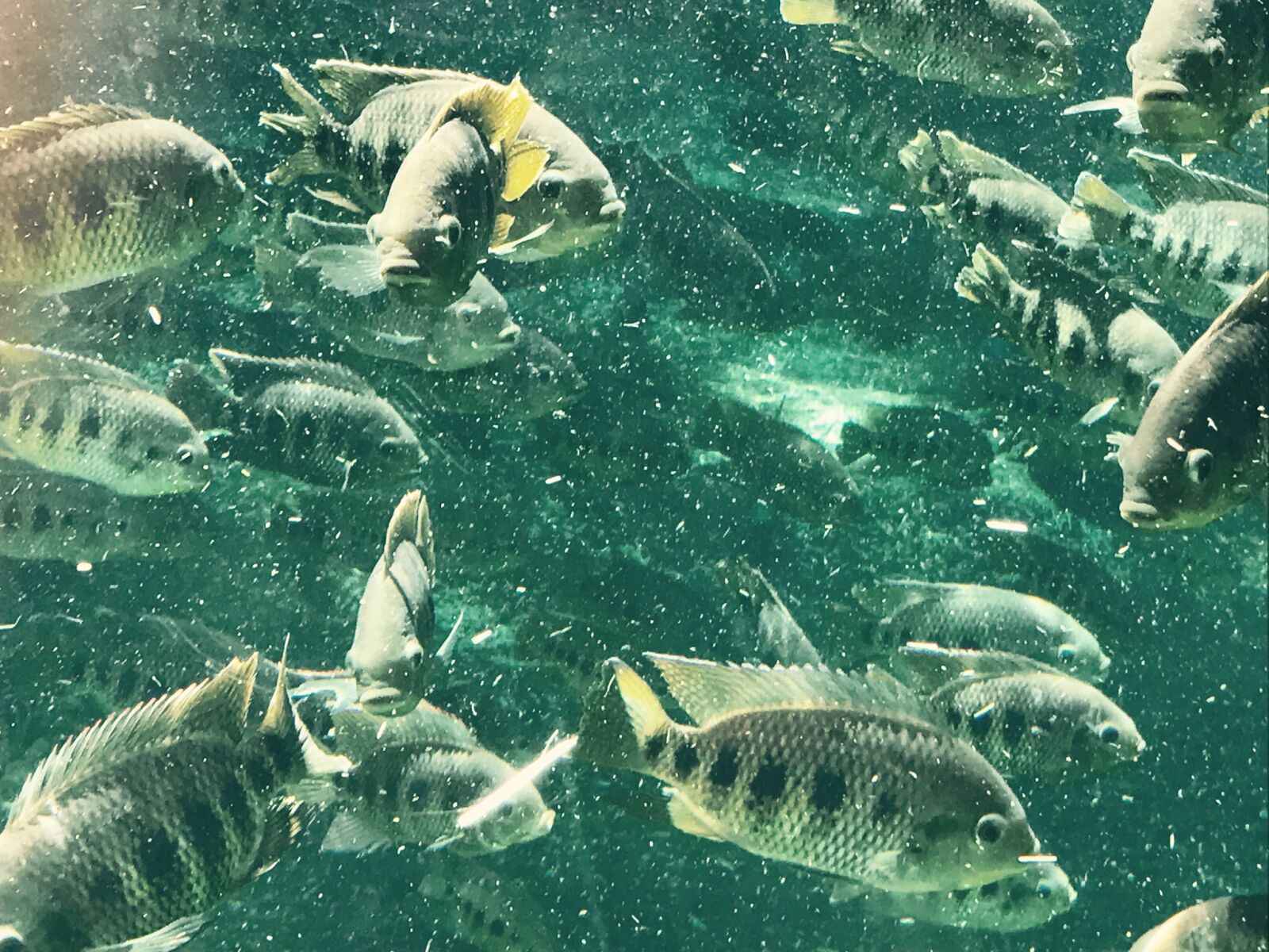 iPhone 7 back camera 3.99mm f/1.8 sample photo. Fish, zoo photography