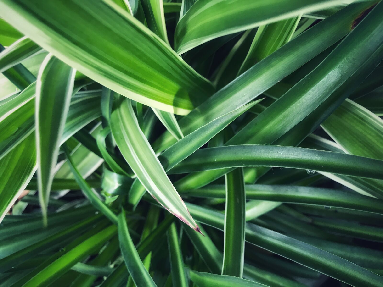 Apple iPhone 7 Plus sample photo. Green, natural, background photography