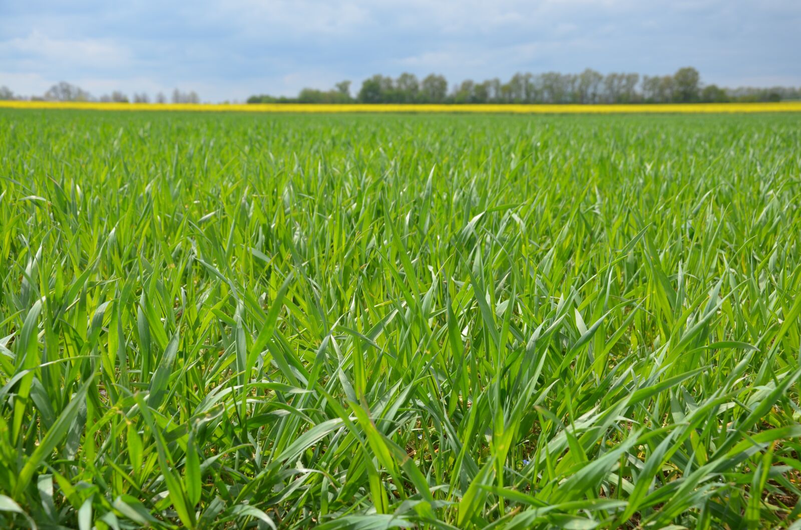 Nikon D5100 sample photo. Field, green, grass photography
