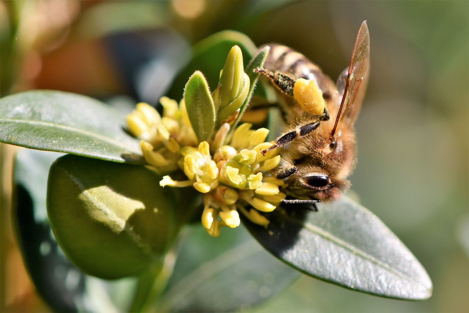 Nikon D7200 sample photo. Bee, honey bee, blossom photography
