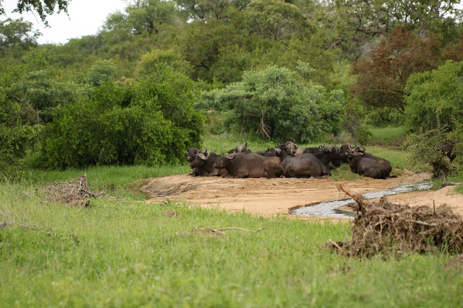 Canon EF 100mm F2.8L Macro IS USM sample photo. Buffalo, herd, africa photography