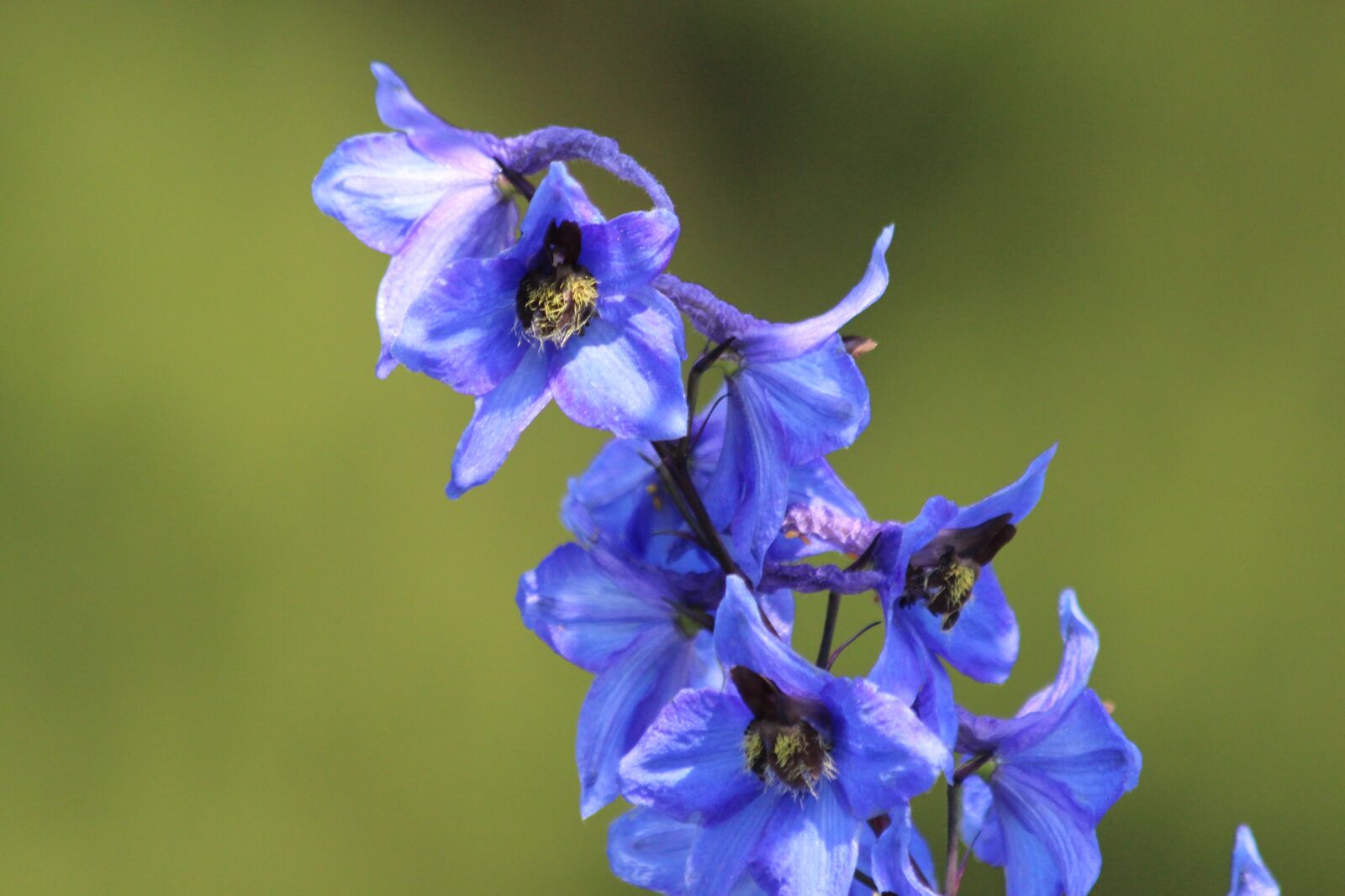 Canon EOS 650D (EOS Rebel T4i / EOS Kiss X6i) sample photo. Bell, blue bell, blue photography
