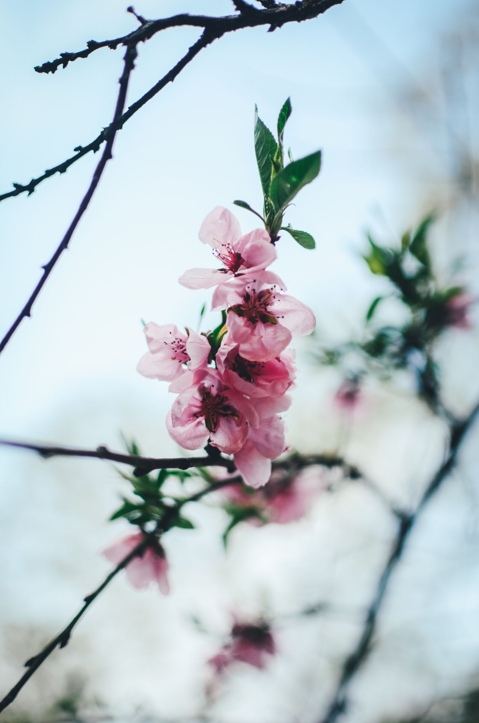 Nikon D5100 sample photo. Flower, blossom, bloom photography