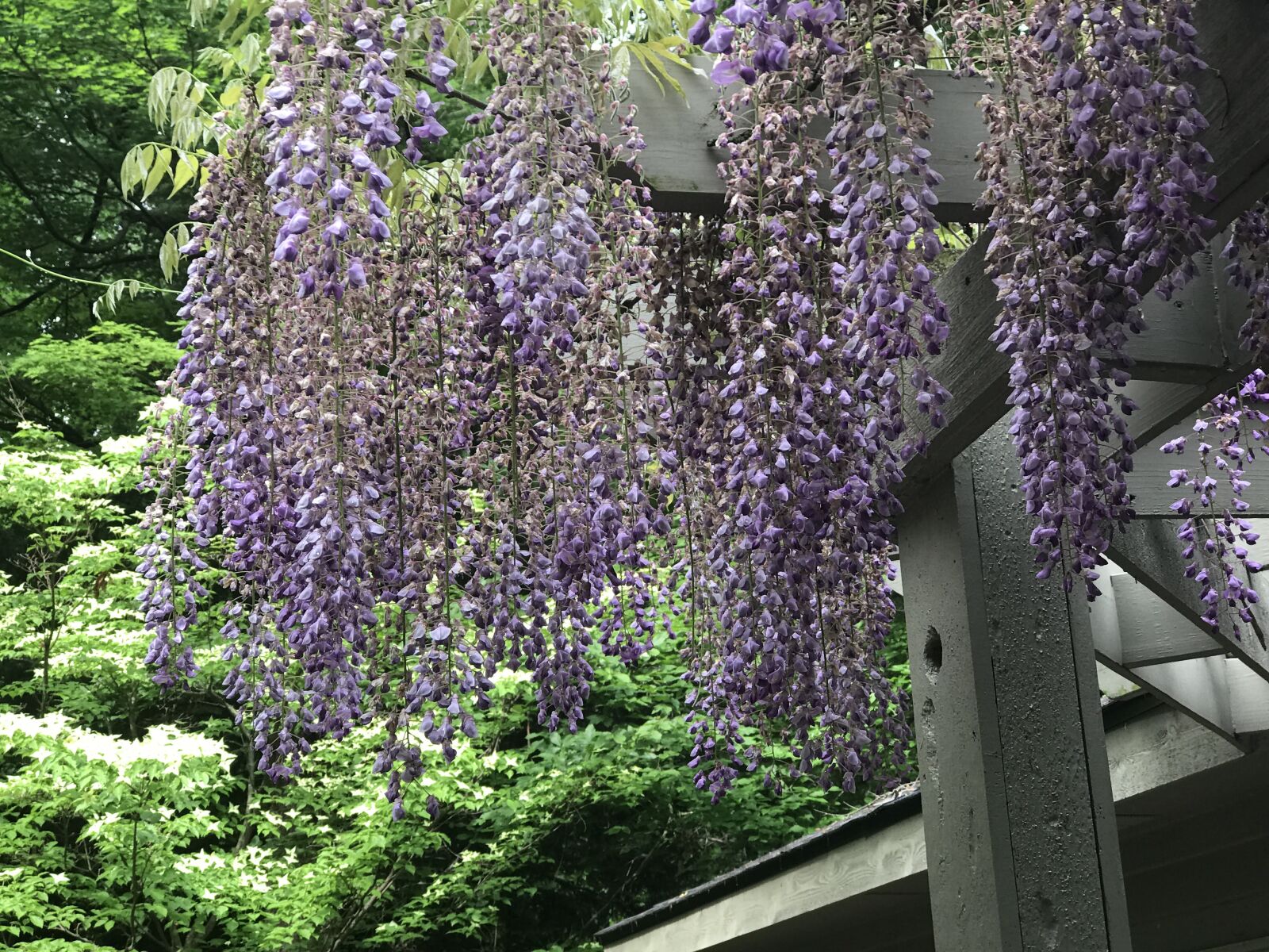 Apple iPhone 7 Plus sample photo. Wisteria, flowers, garden photography