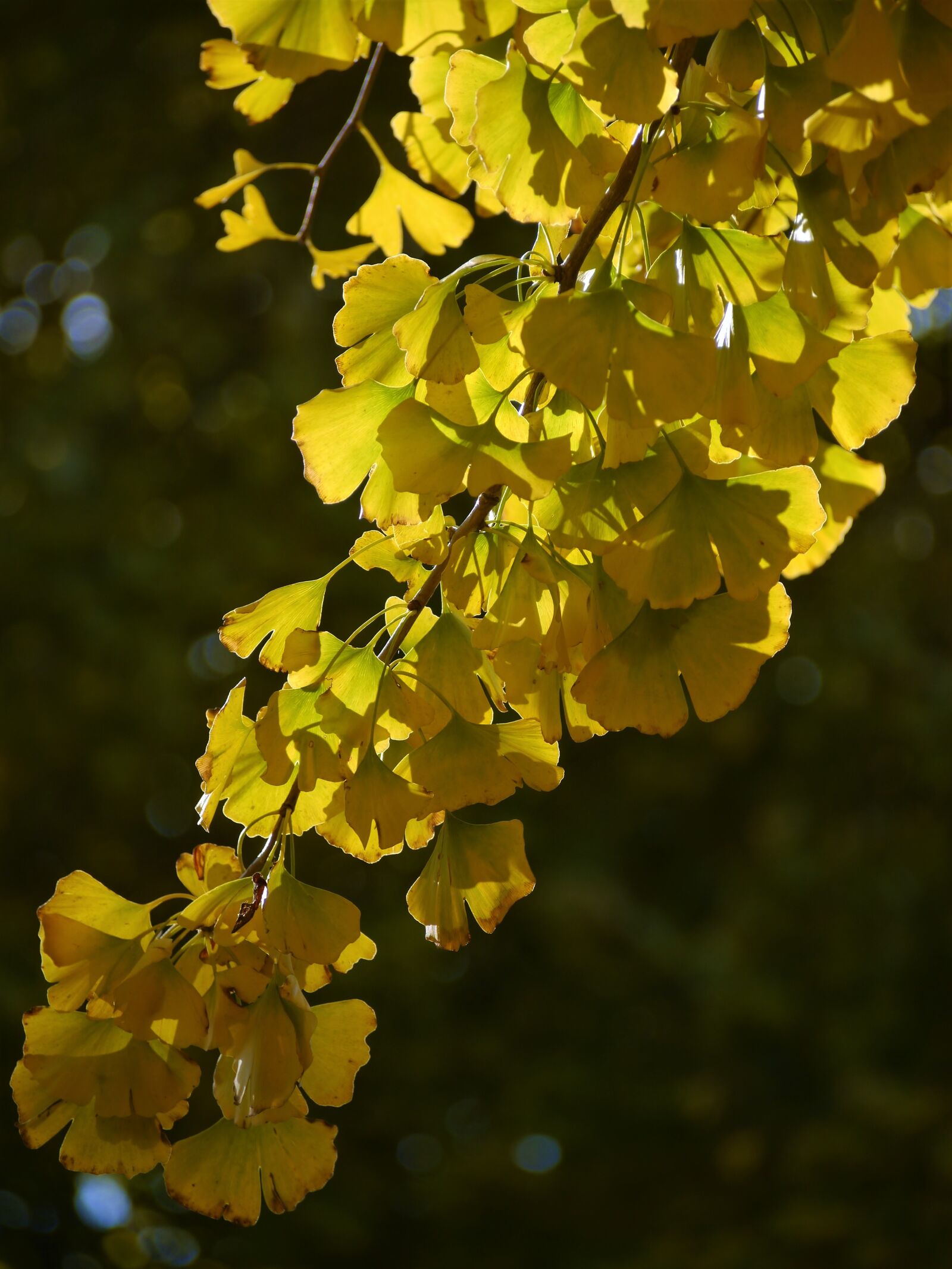 Panasonic Lumix DMC-GX1 sample photo. Yellow leaves, gingko tree photography