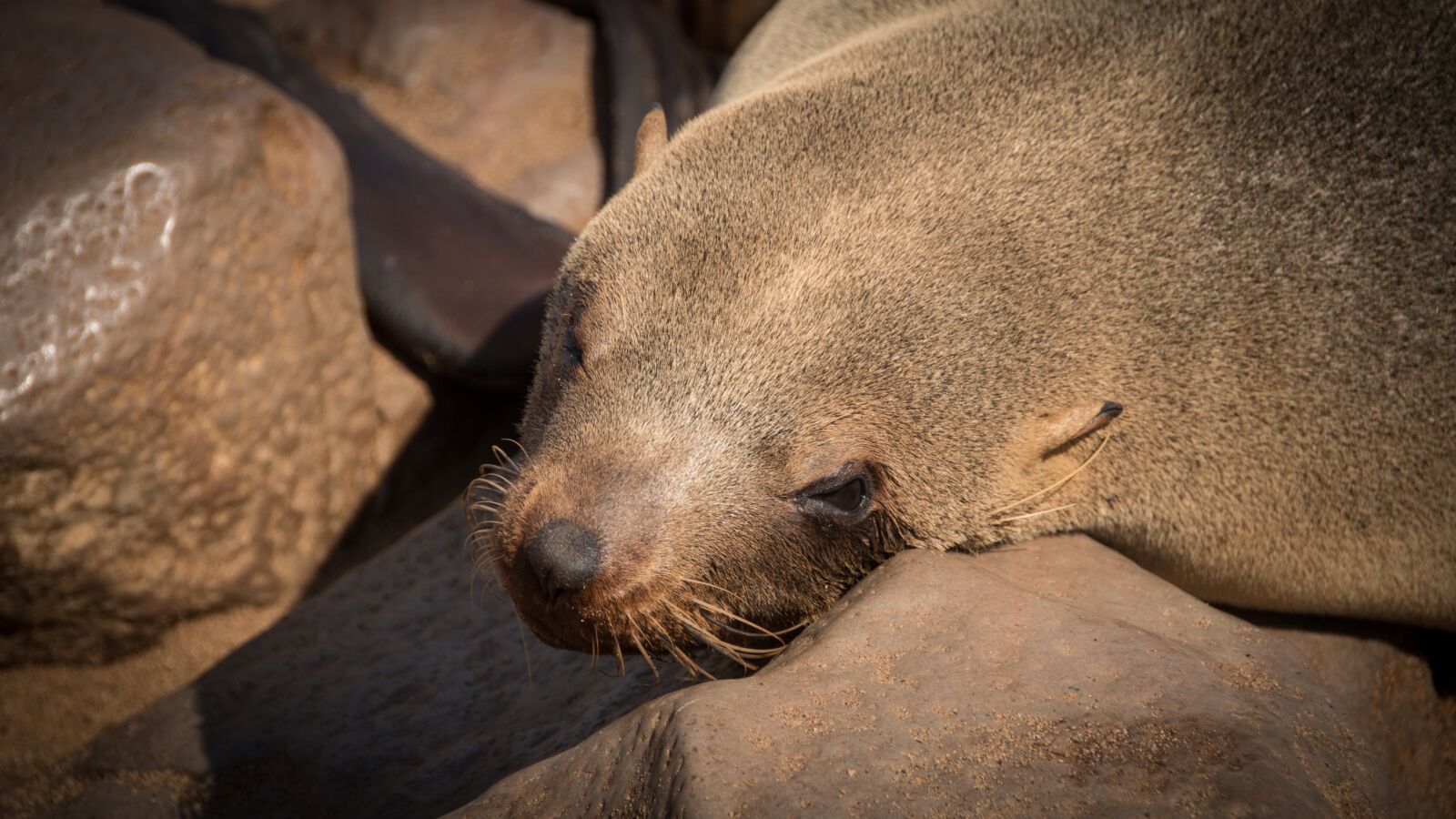 Canon EOS 650D (EOS Rebel T4i / EOS Kiss X6i) sample photo. Namibia, wildlife, africa photography