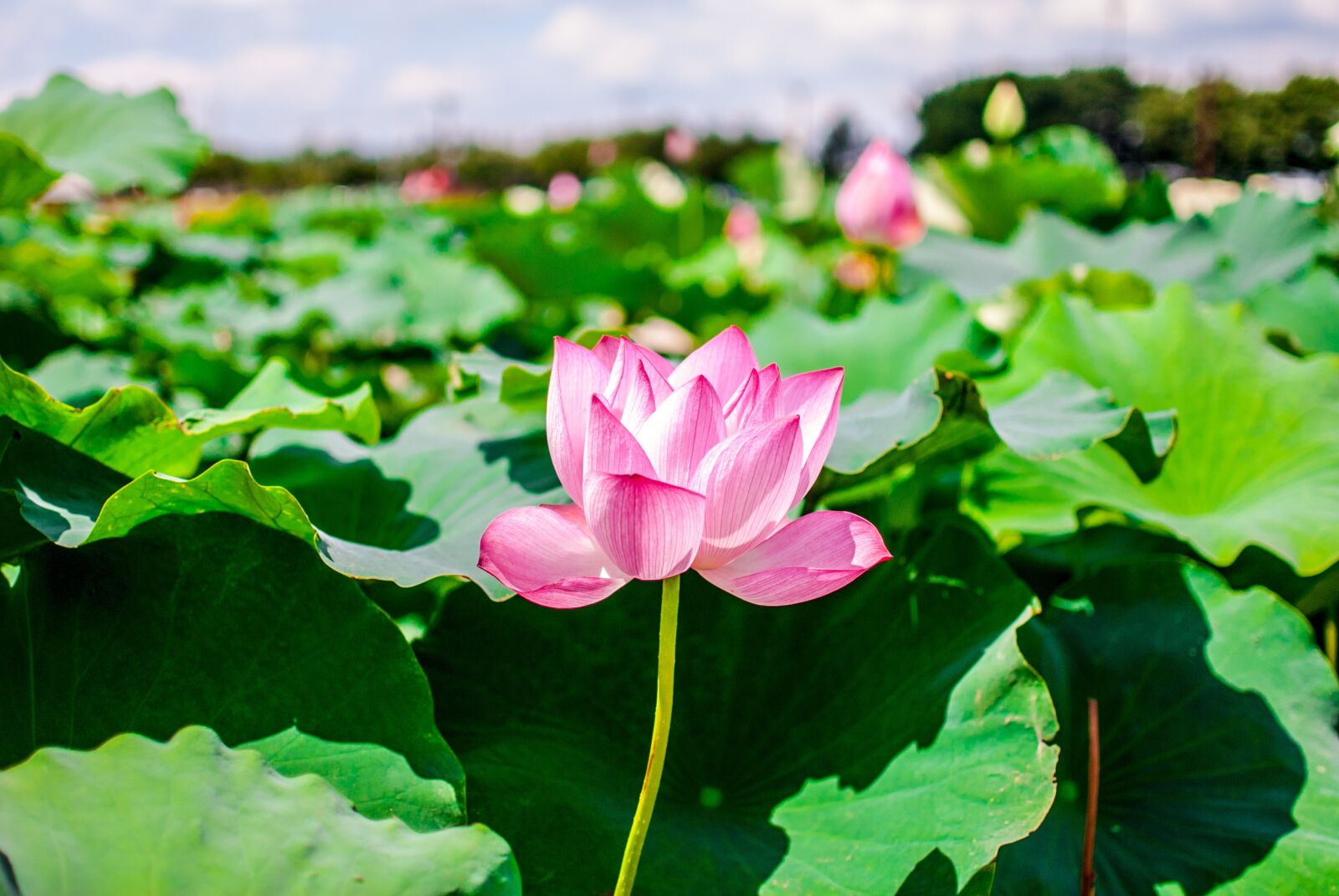 Nikon D200 sample photo. Flowers, lotus, pink photography
