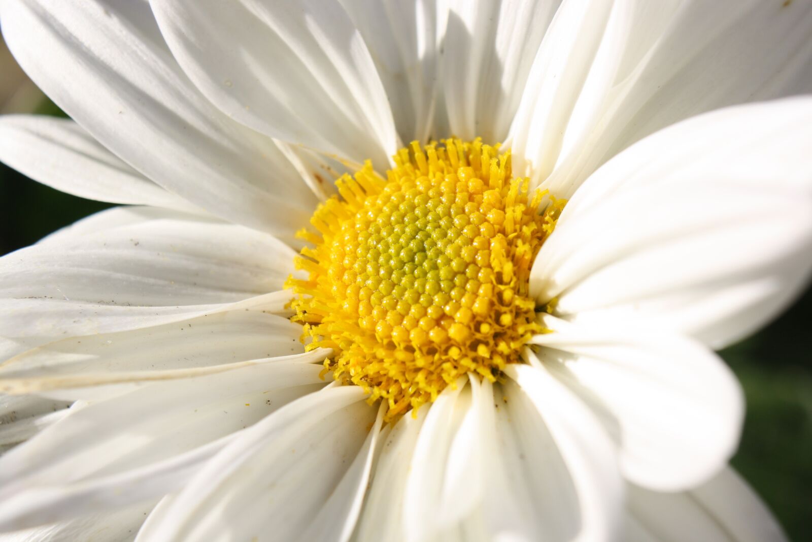 Canon EOS 1000D (EOS Digital Rebel XS / EOS Kiss F) sample photo. White flower, daisy, yellow photography