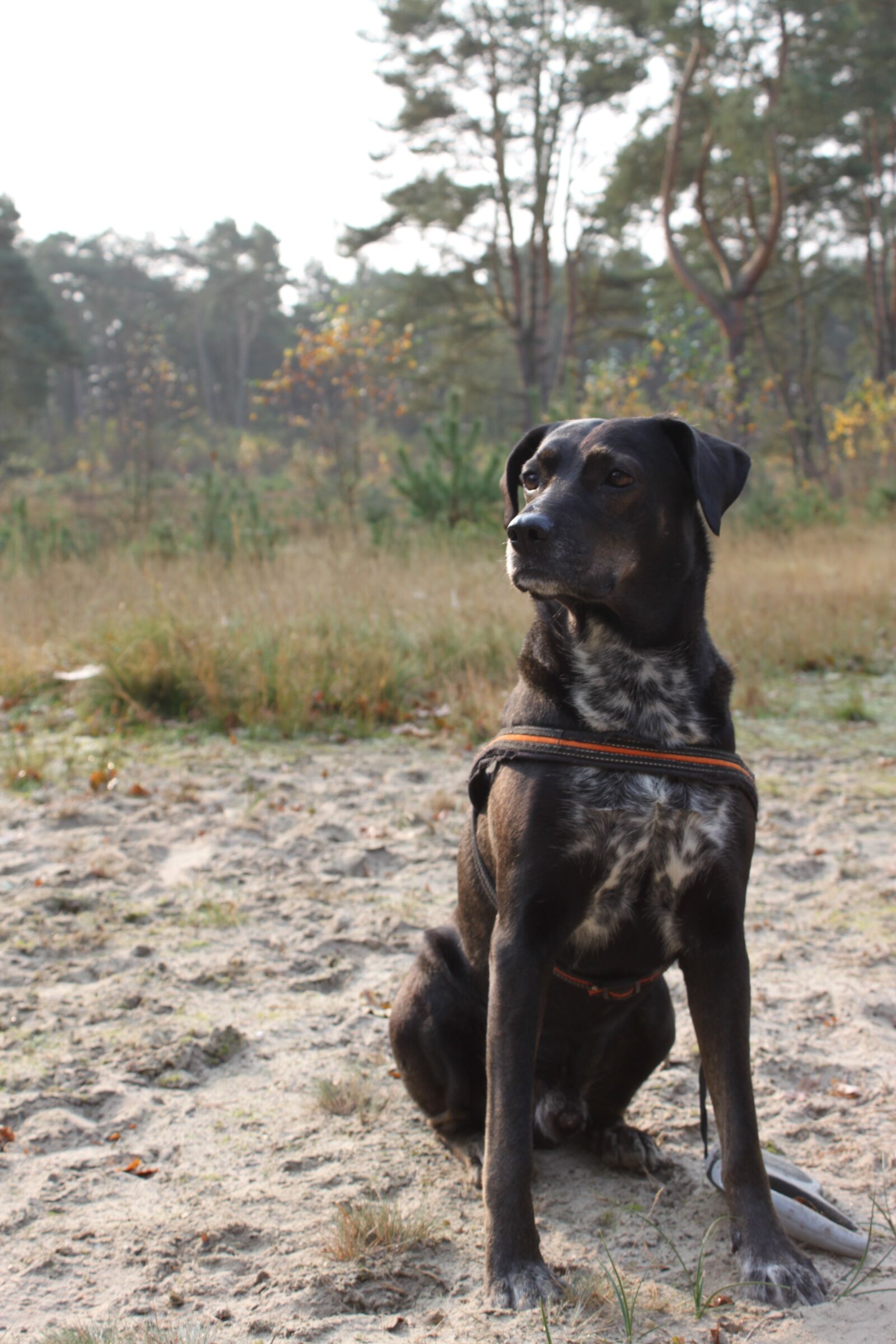 Canon EOS 500D (EOS Rebel T1i / EOS Kiss X3) sample photo. Animal, holm, dog photography